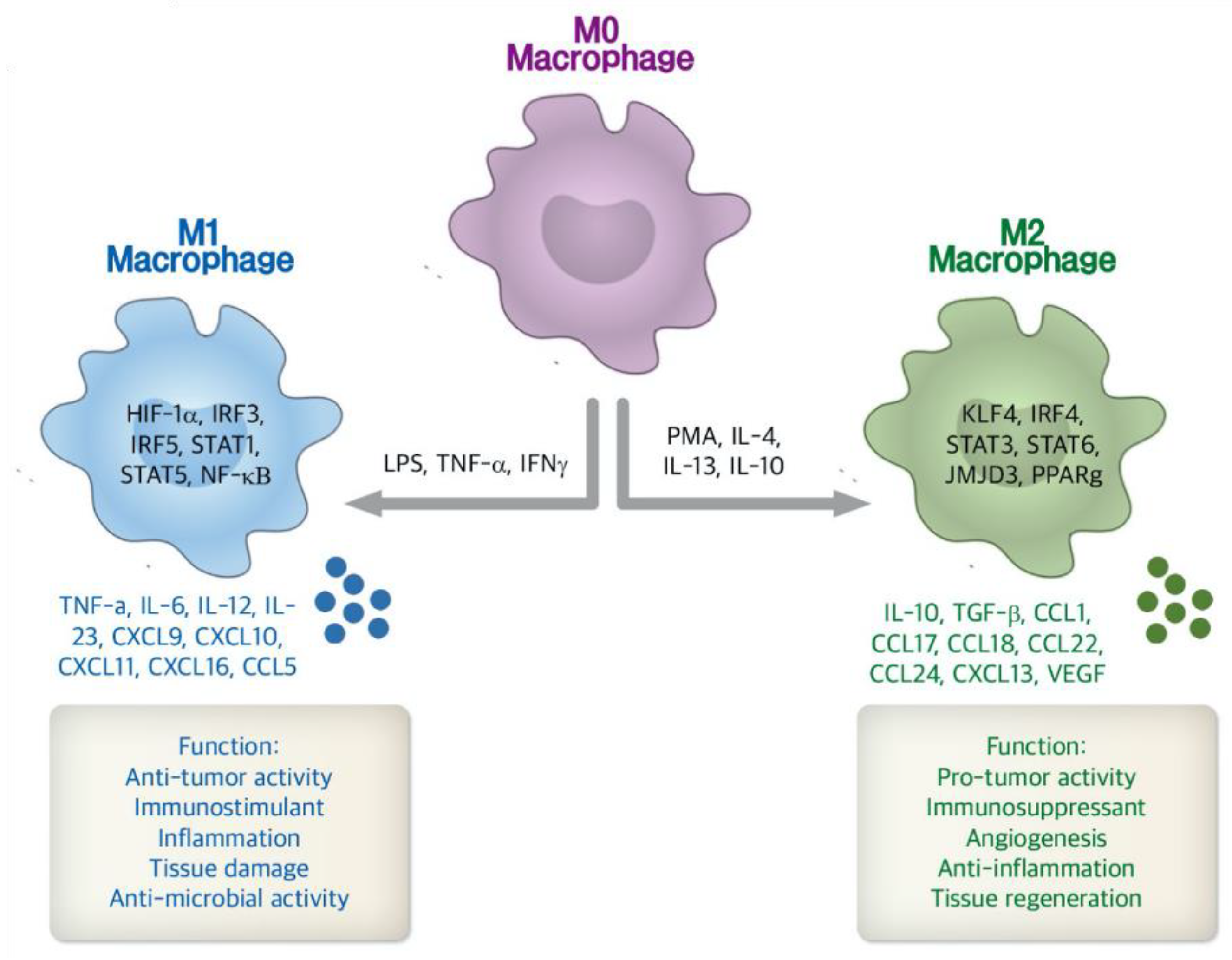 Pharmaceutics 13 00287 g003