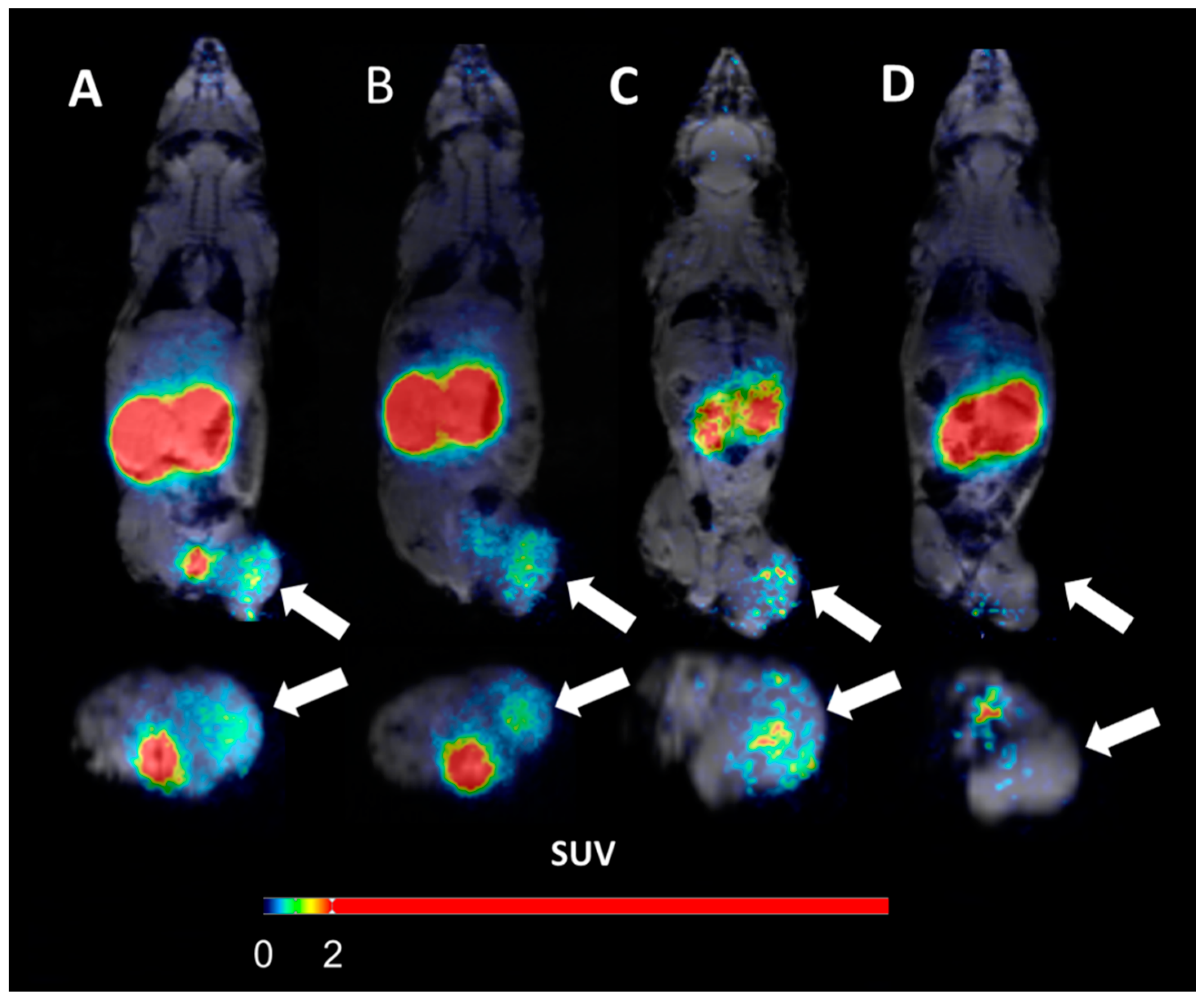 Pharmaceutics 13 00292 g008