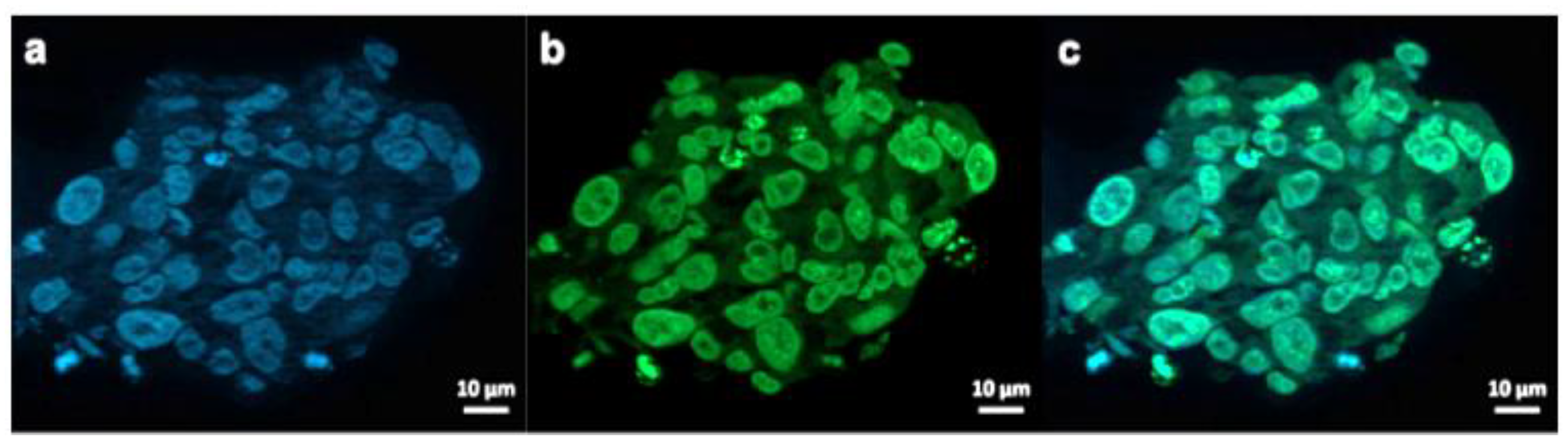 Pharmaceutics 13 00295 g007