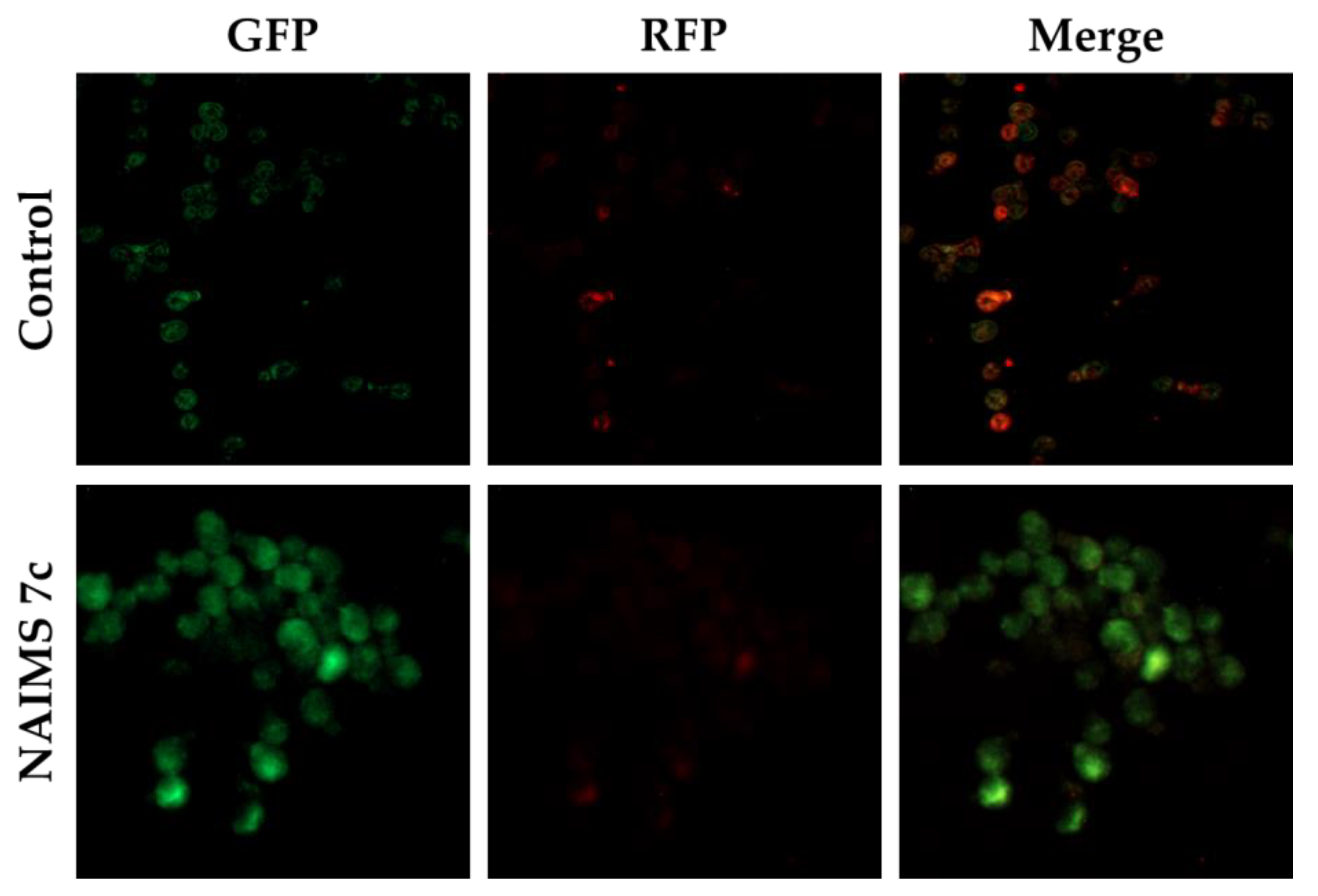 Pharmaceutics 13 00312 g005 Pharmaceutics 13 00312 g005