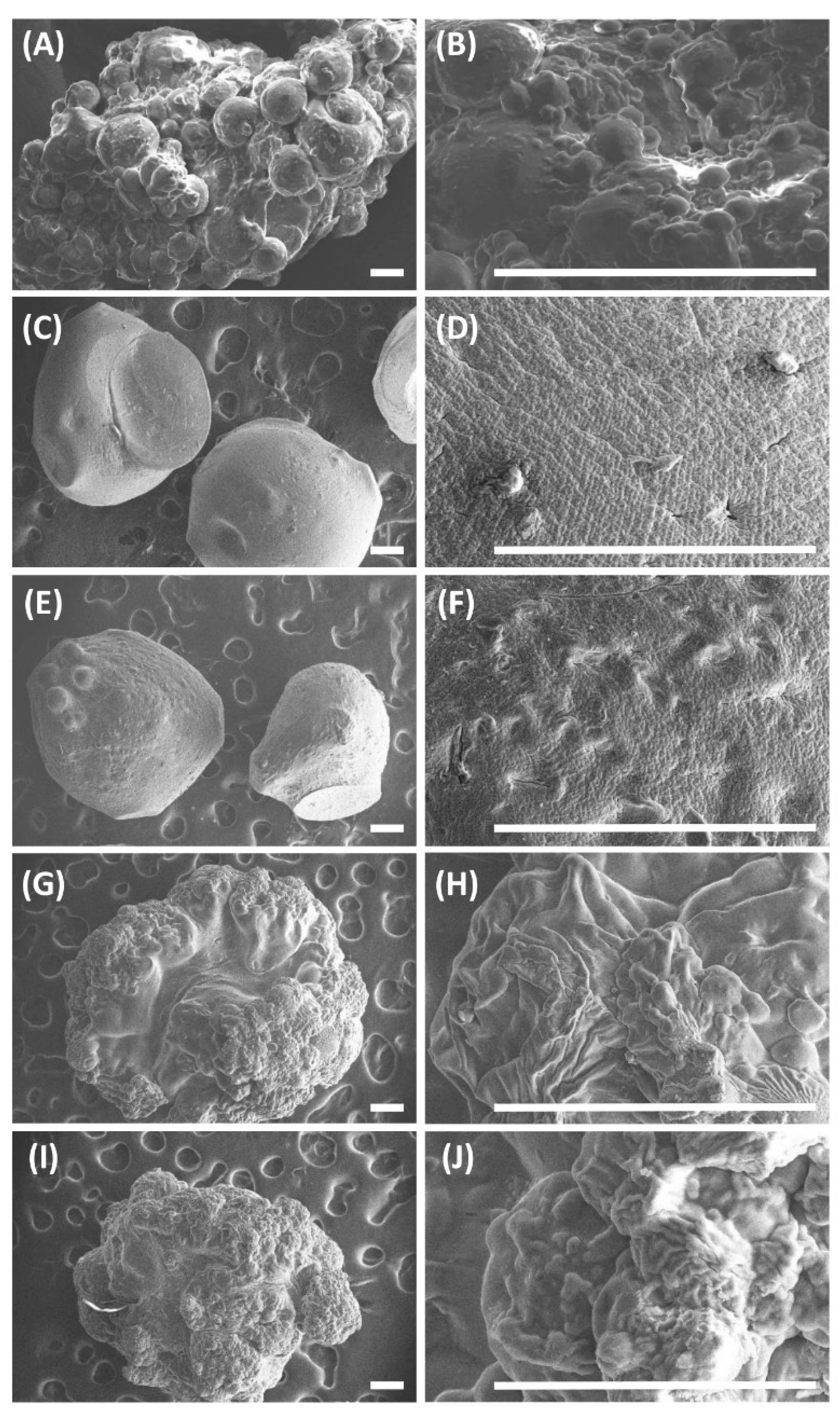 Pharmaceutics 13 00313 g003