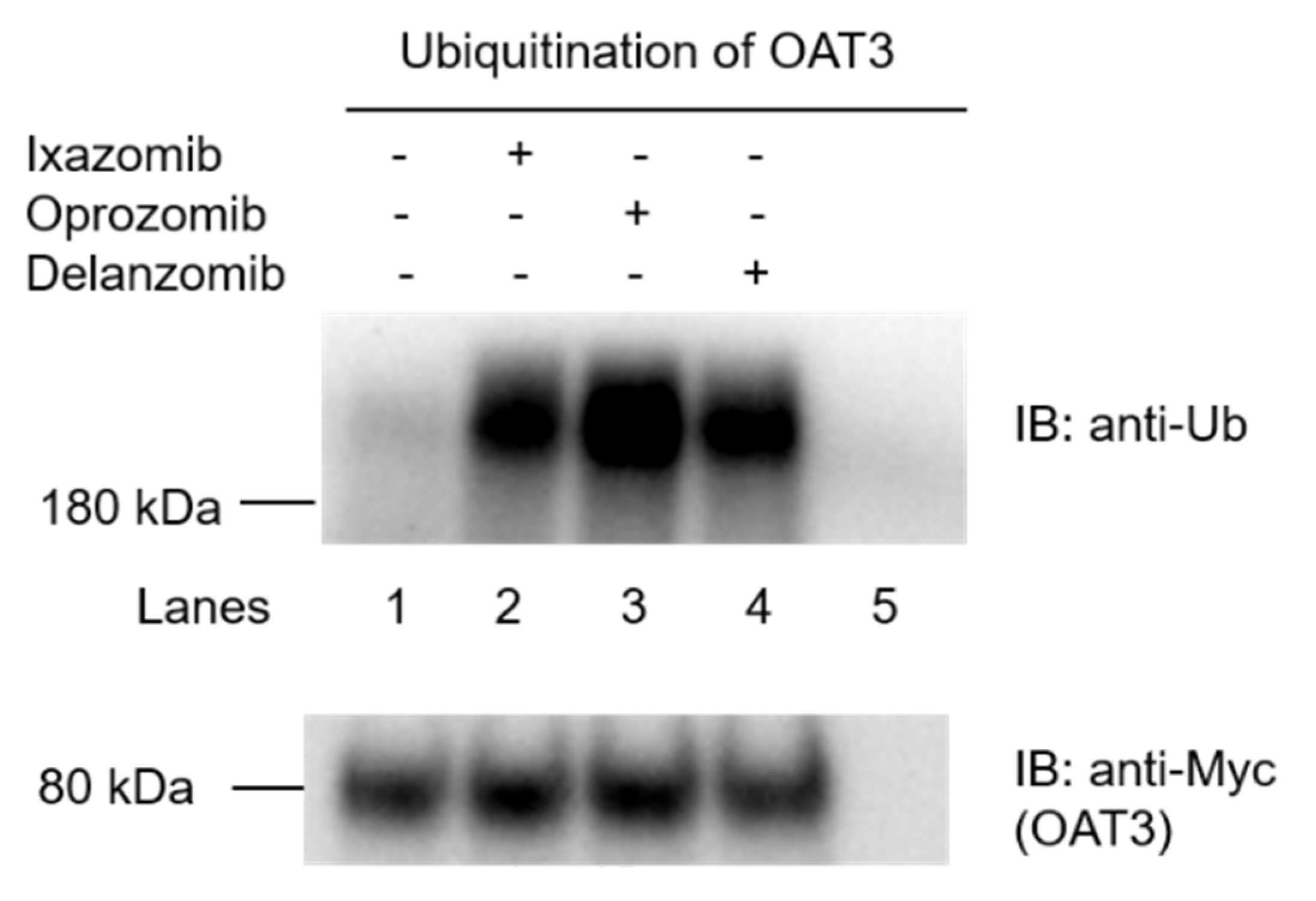 Pharmaceutics 13 00314 g001