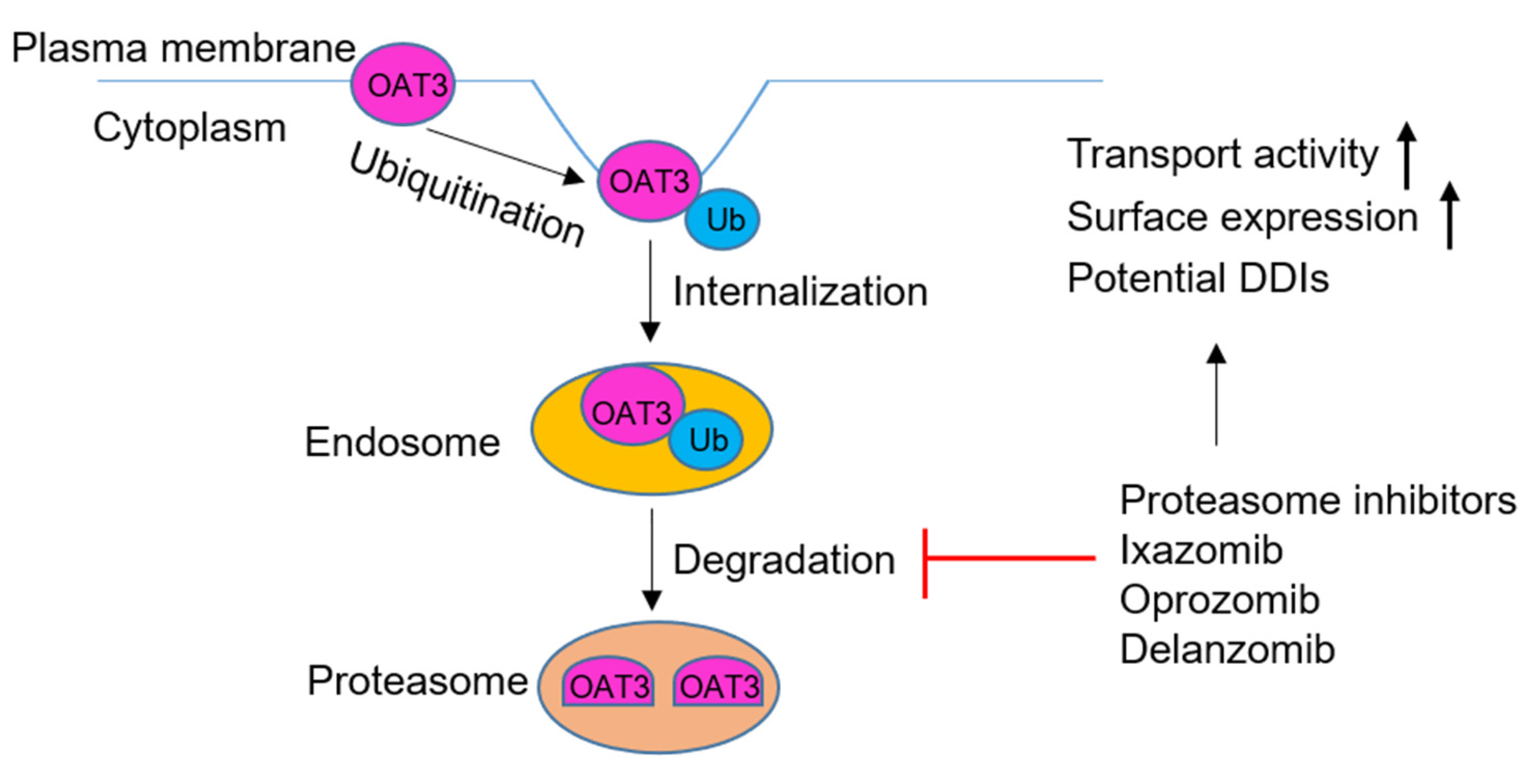 Pharmaceutics 13 00314 g011