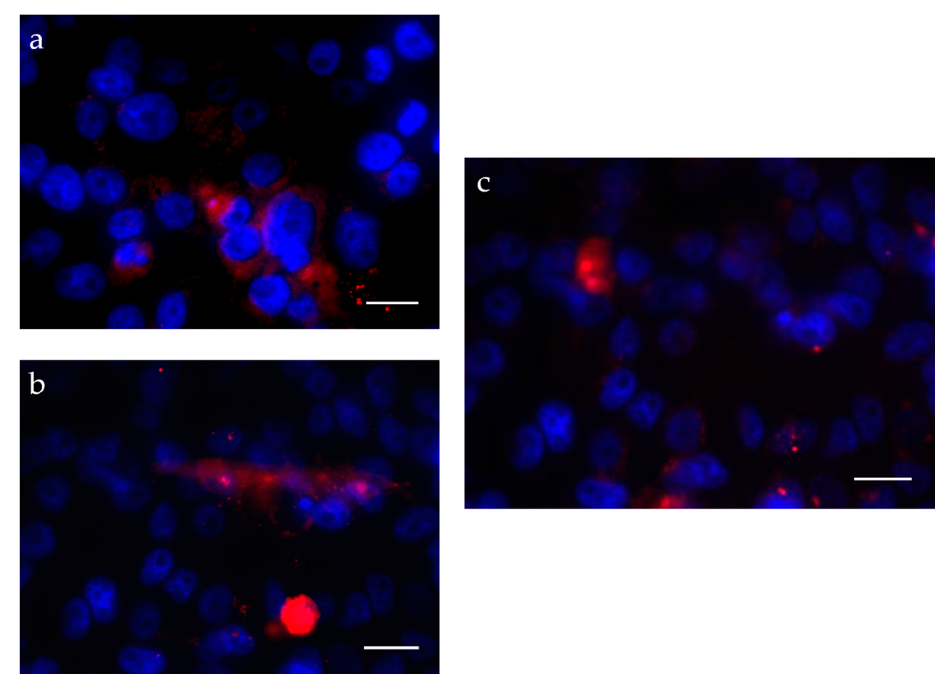 Pharmaceutics 13 00328 g008