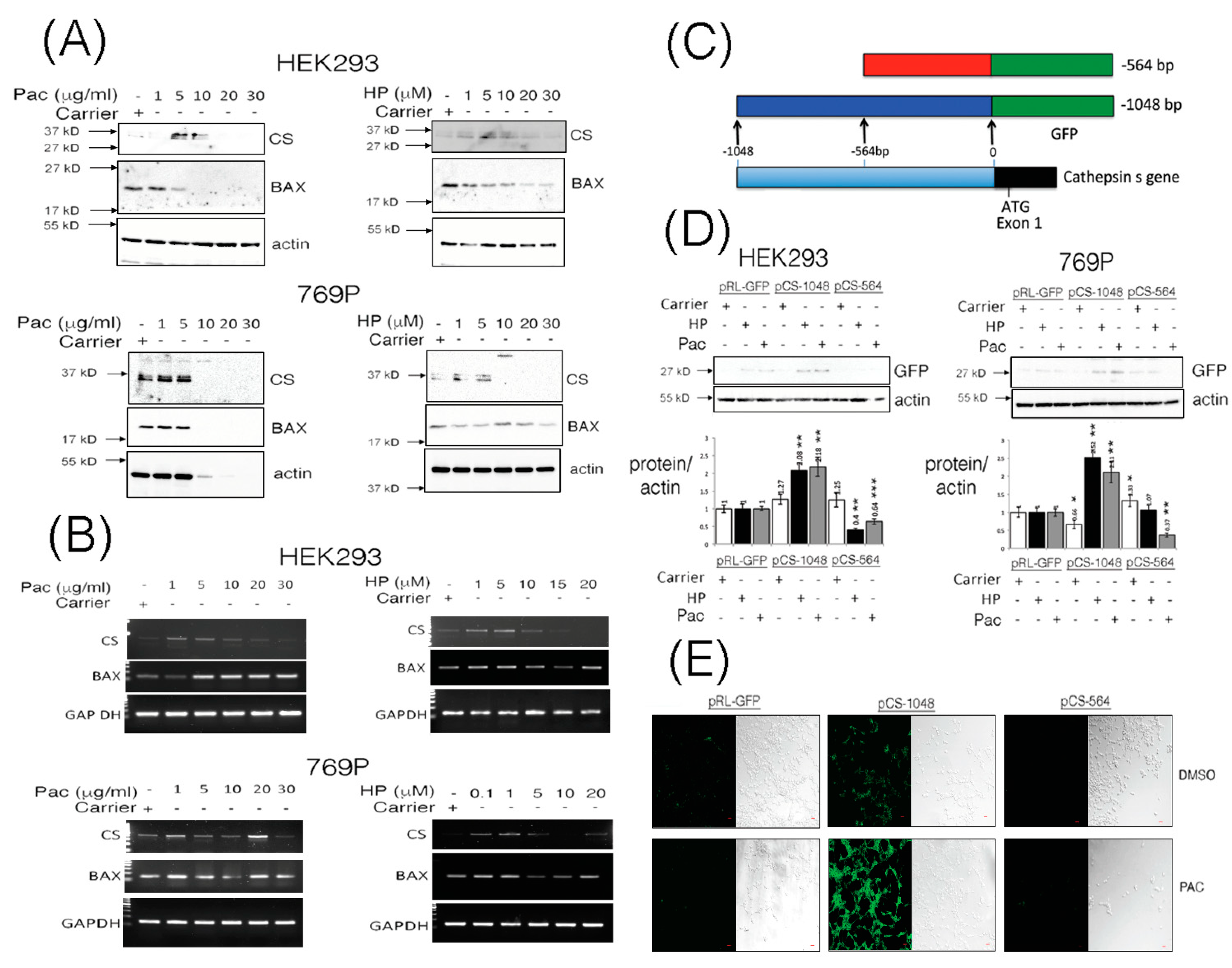 Pharmaceutics 13 00339 g001