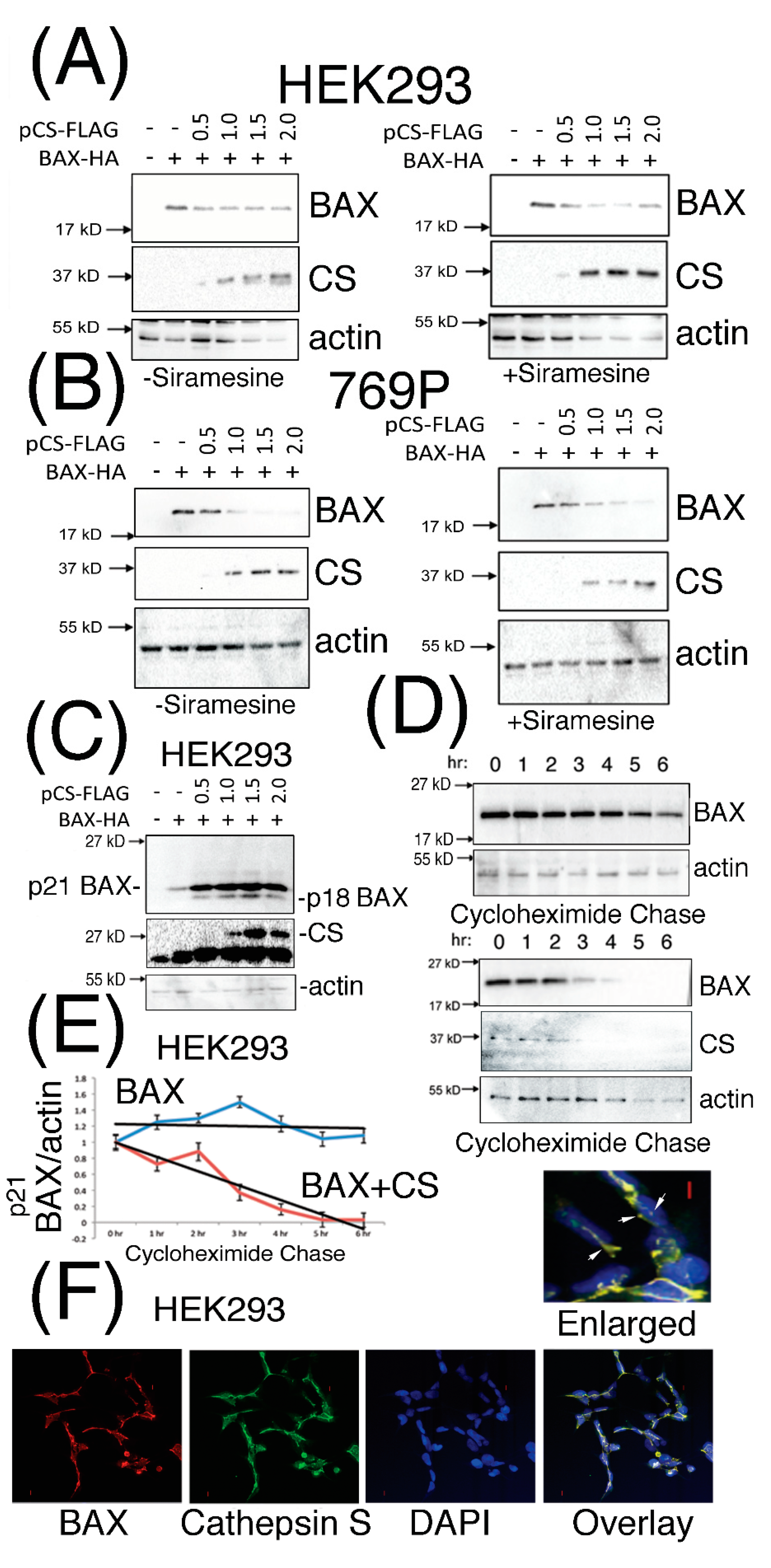 Pharmaceutics 13 00339 g002