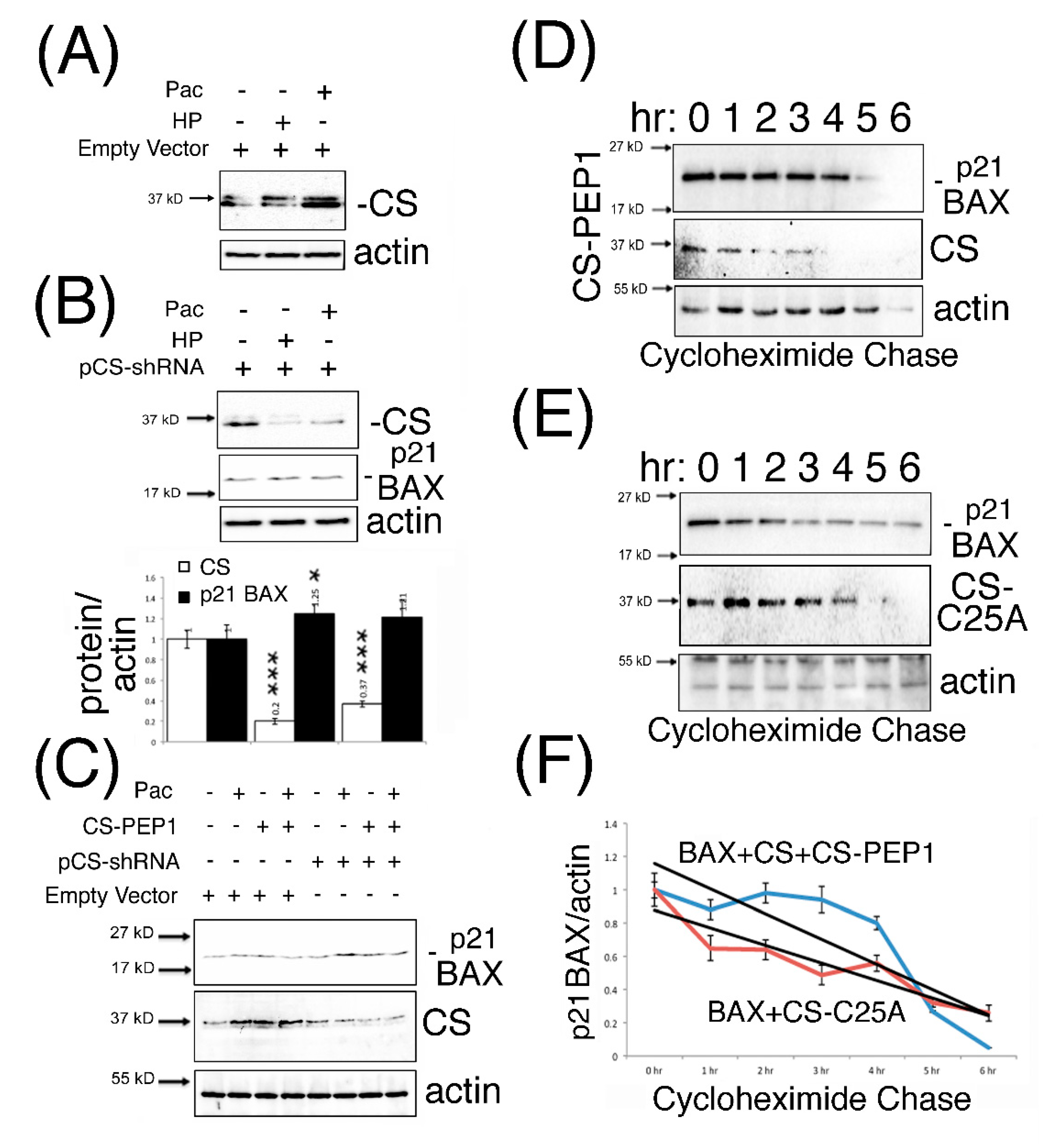 Pharmaceutics 13 00339 g005