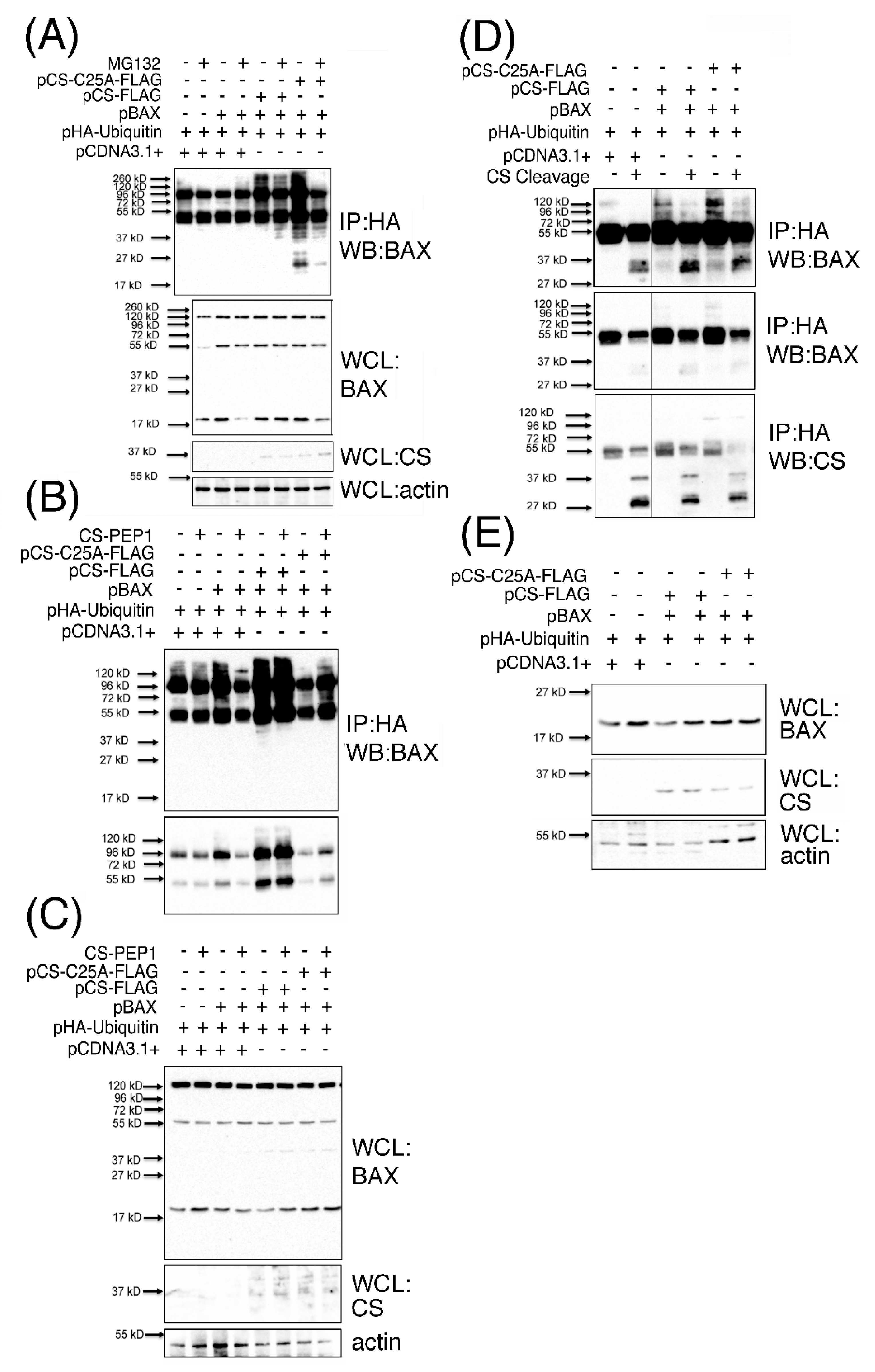 Pharmaceutics 13 00339 g006