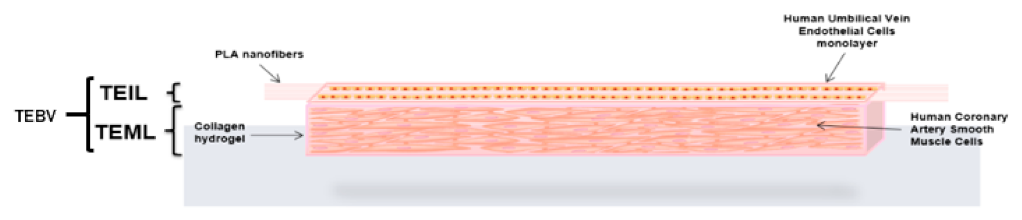 Pharmaceutics 13 00340 g001