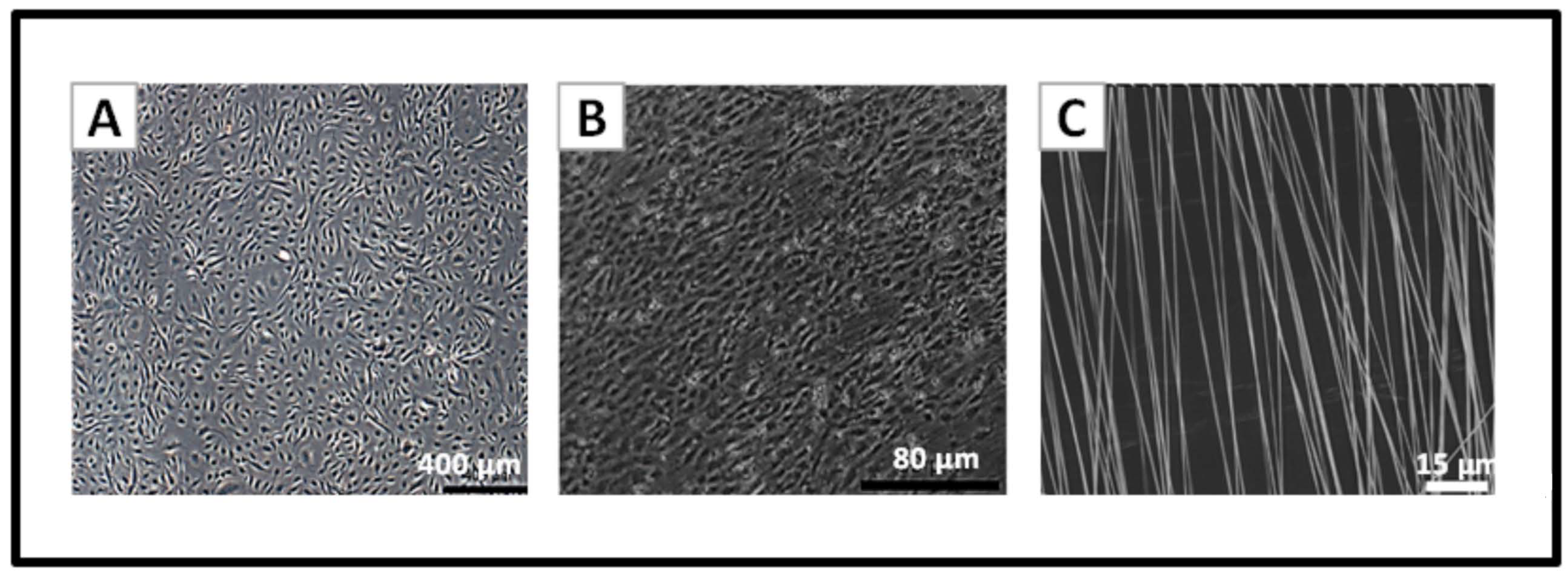 Pharmaceutics 13 00340 g003