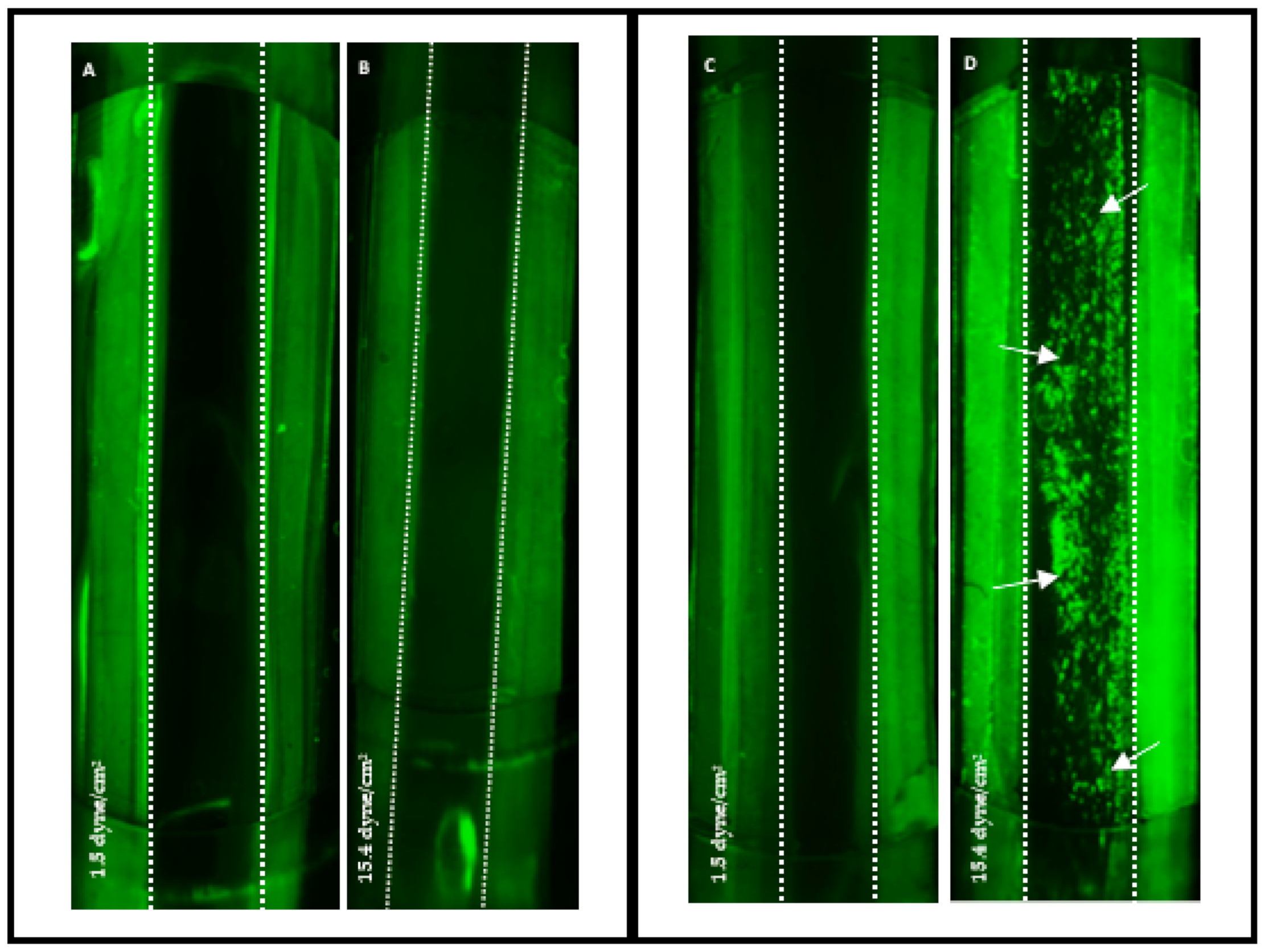 Pharmaceutics 13 00340 g004
