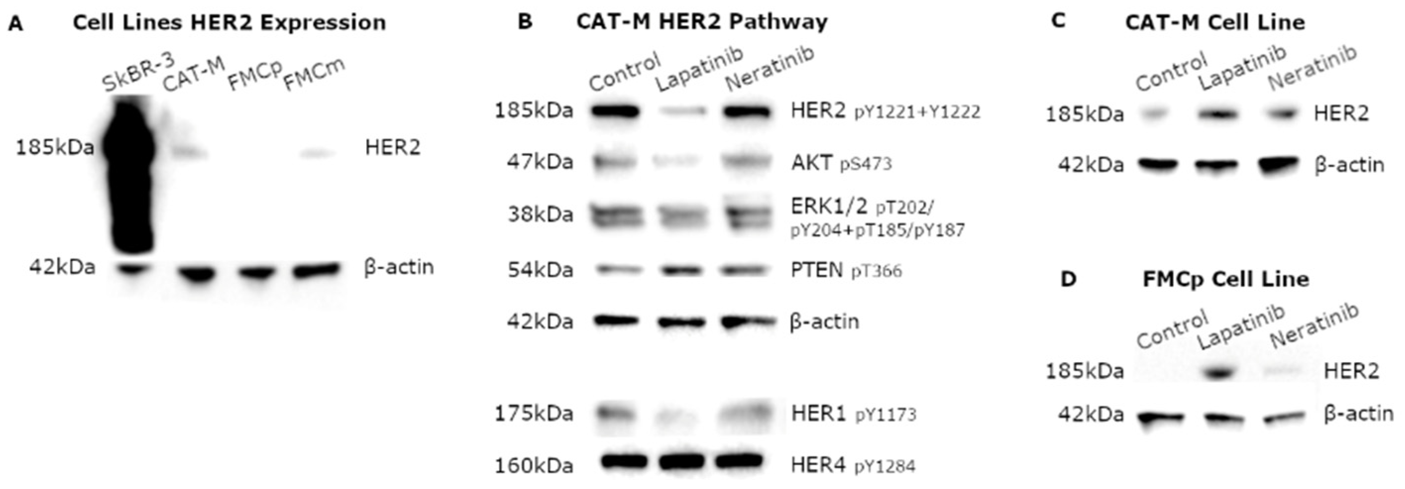 Pharmaceutics 13 00346 g002
