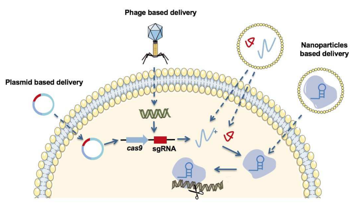 Pharmaceutics 13 00352 g004