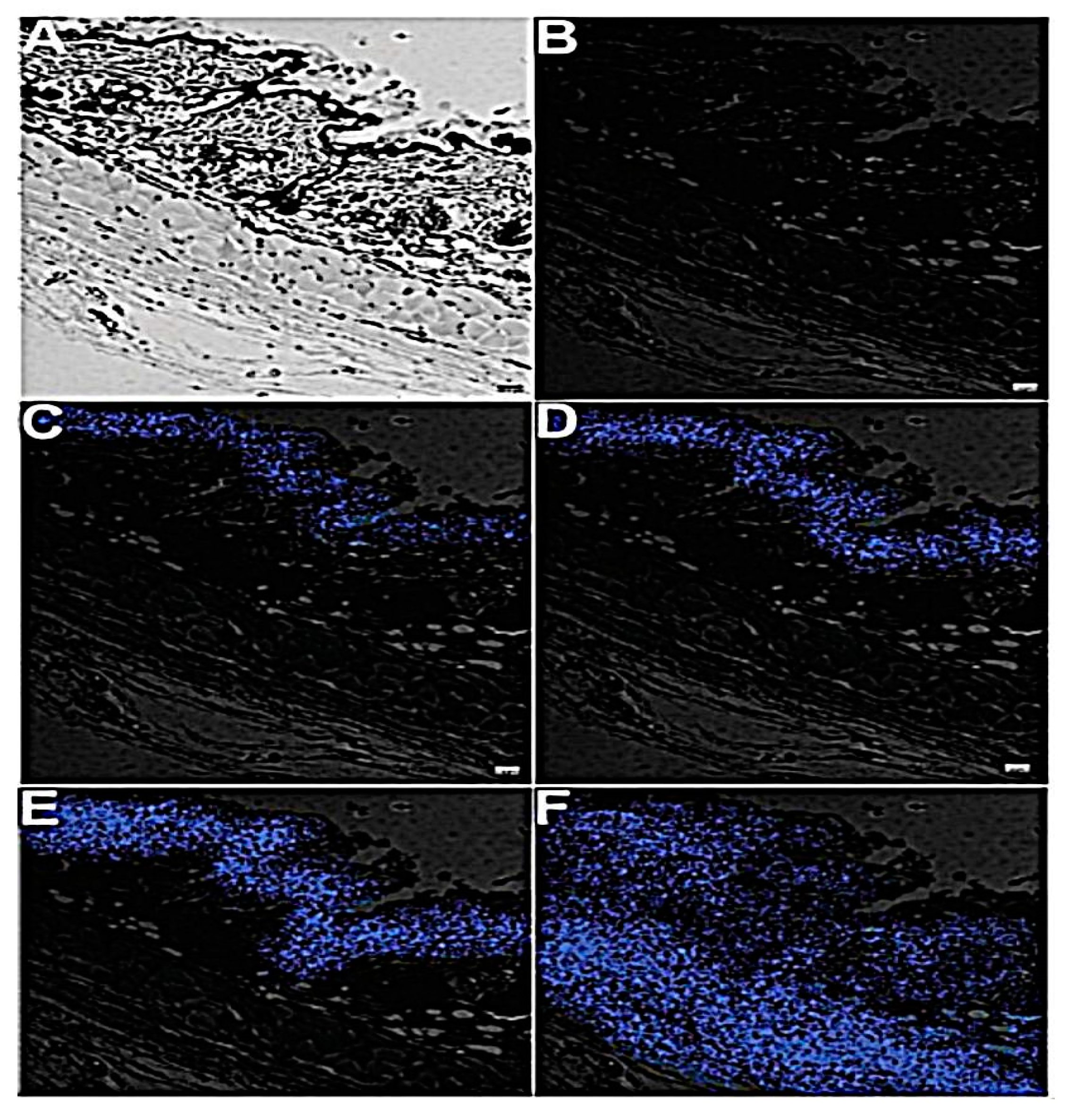 Pharmaceutics 13 00355 g007 Pharmaceutics 13 00355 g007