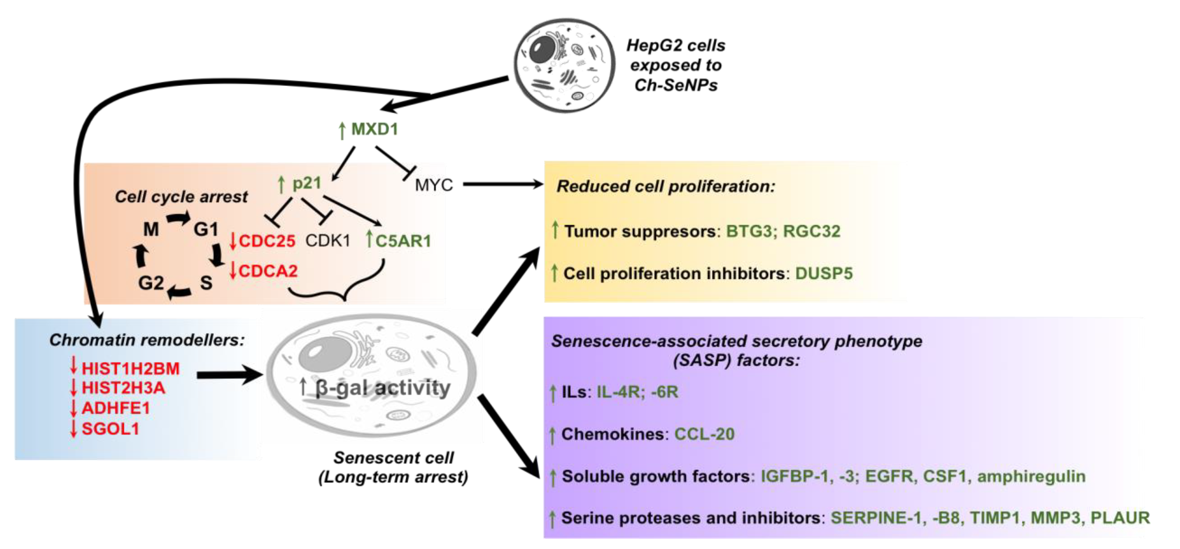 Pharmaceutics 13 00356 g004 Pharmaceutics 13 00356 g004