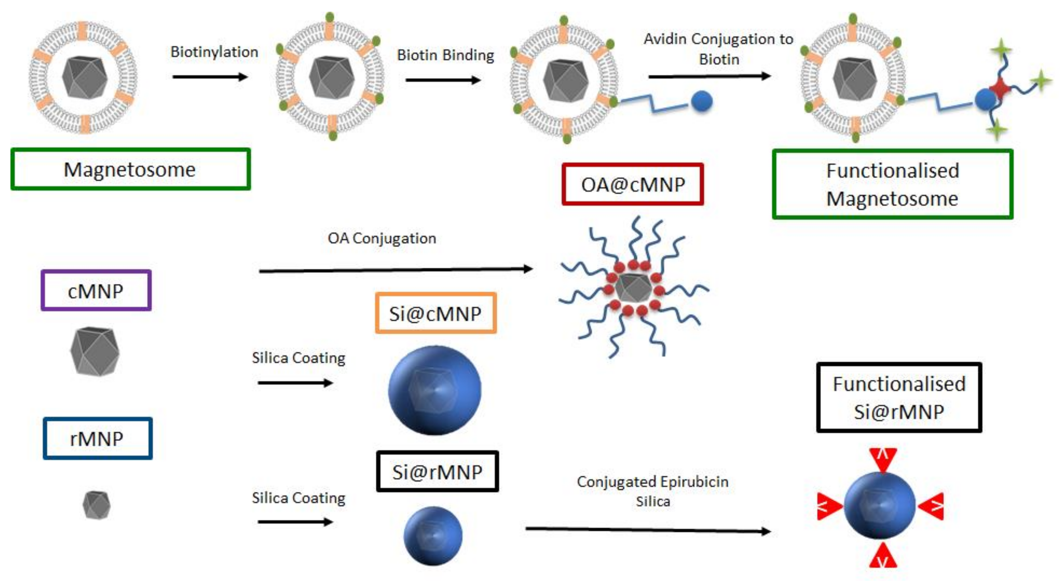 Pharmaceutics 13 00367 g001