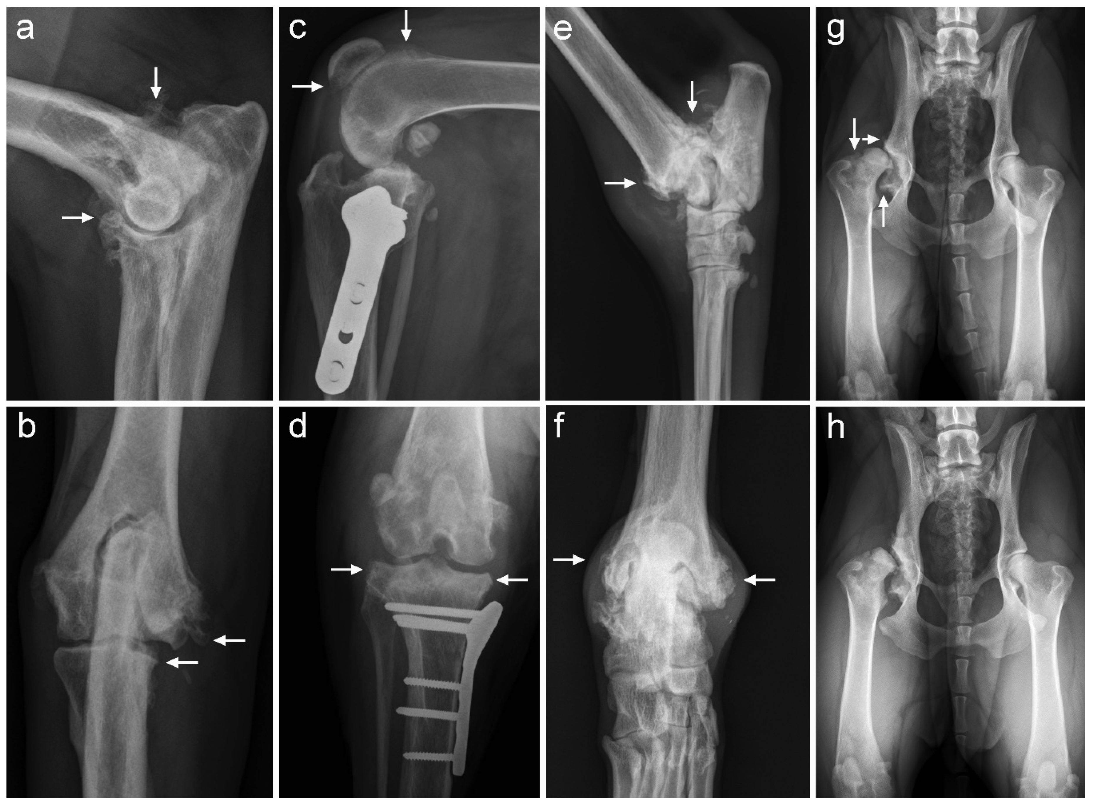 Pharmaceutics 13 00372 g003