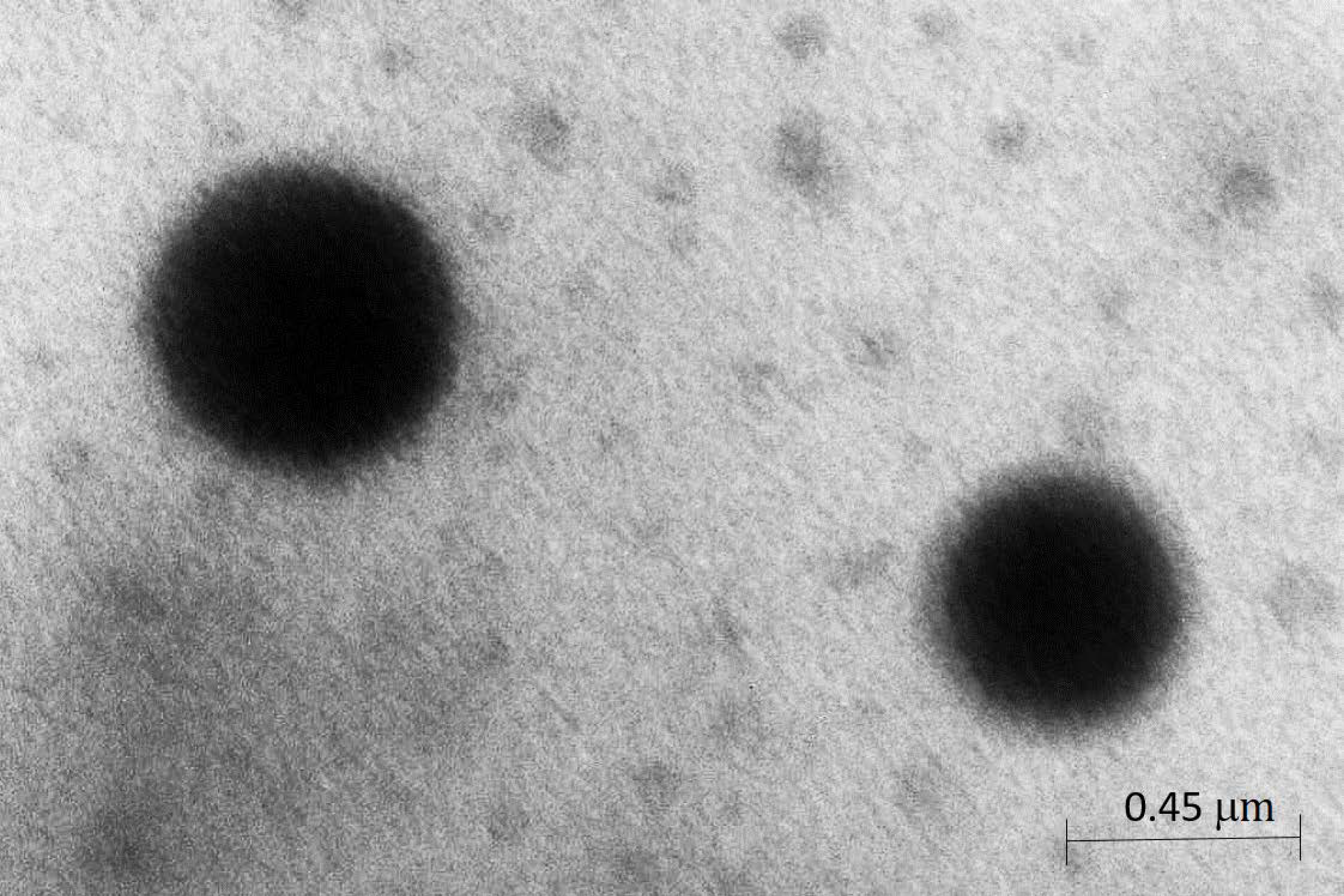 Pharmaceutics 13 00379 g001