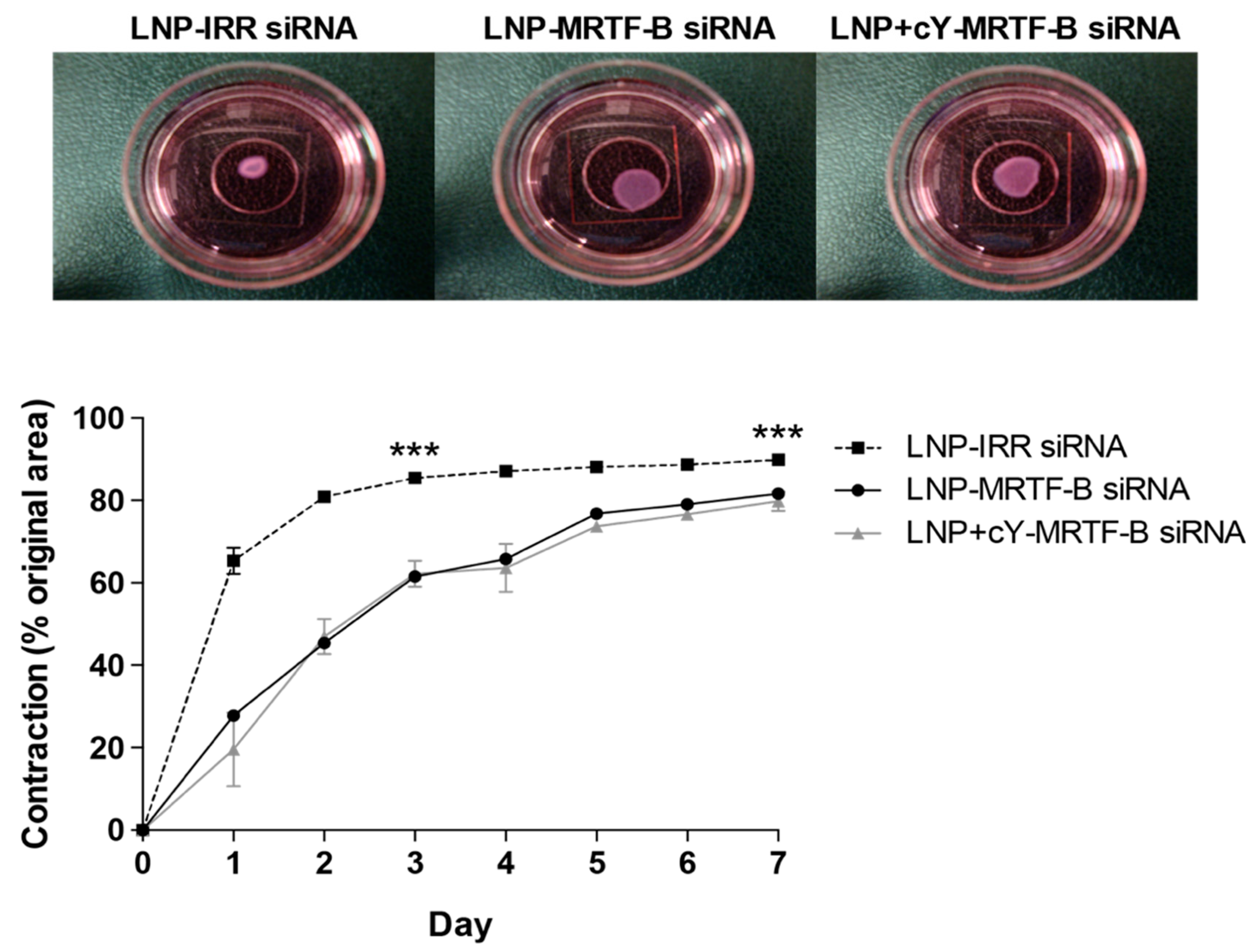 Pharmaceutics 13 00382 g007 Pharmaceutics 13 00382 g007