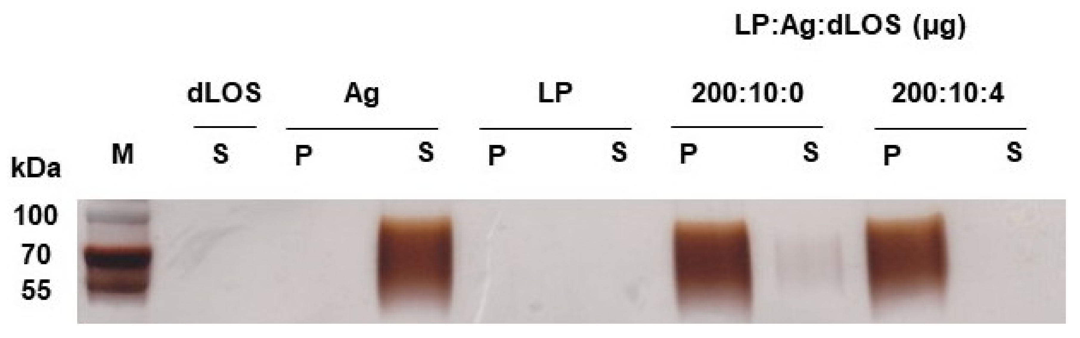 Pharmaceutics 13 00390 g003
