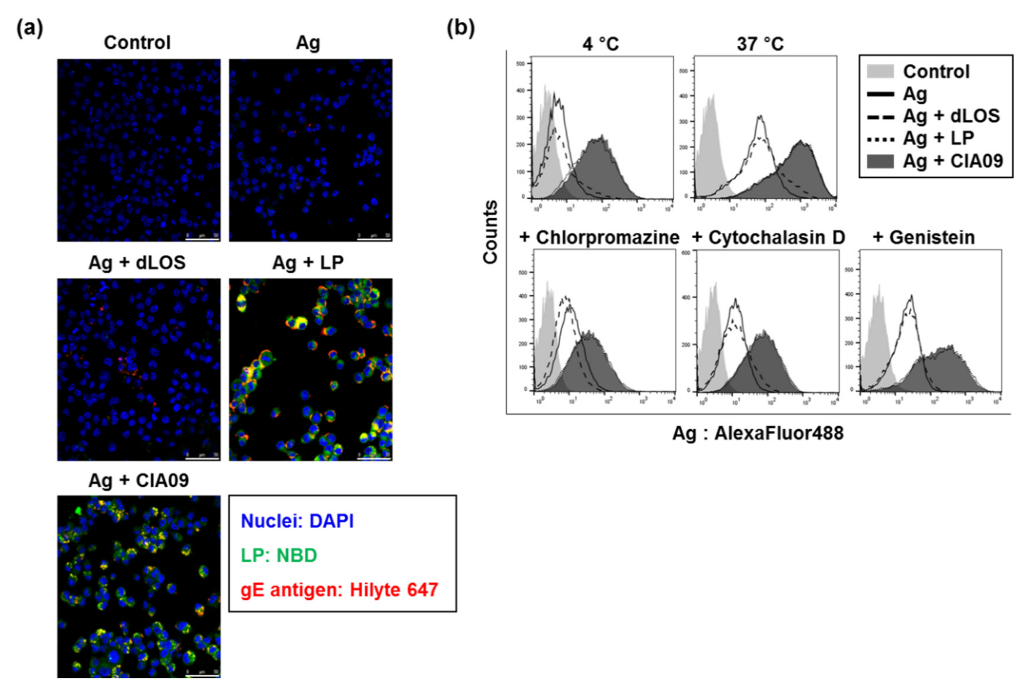 Pharmaceutics 13 00390 g004