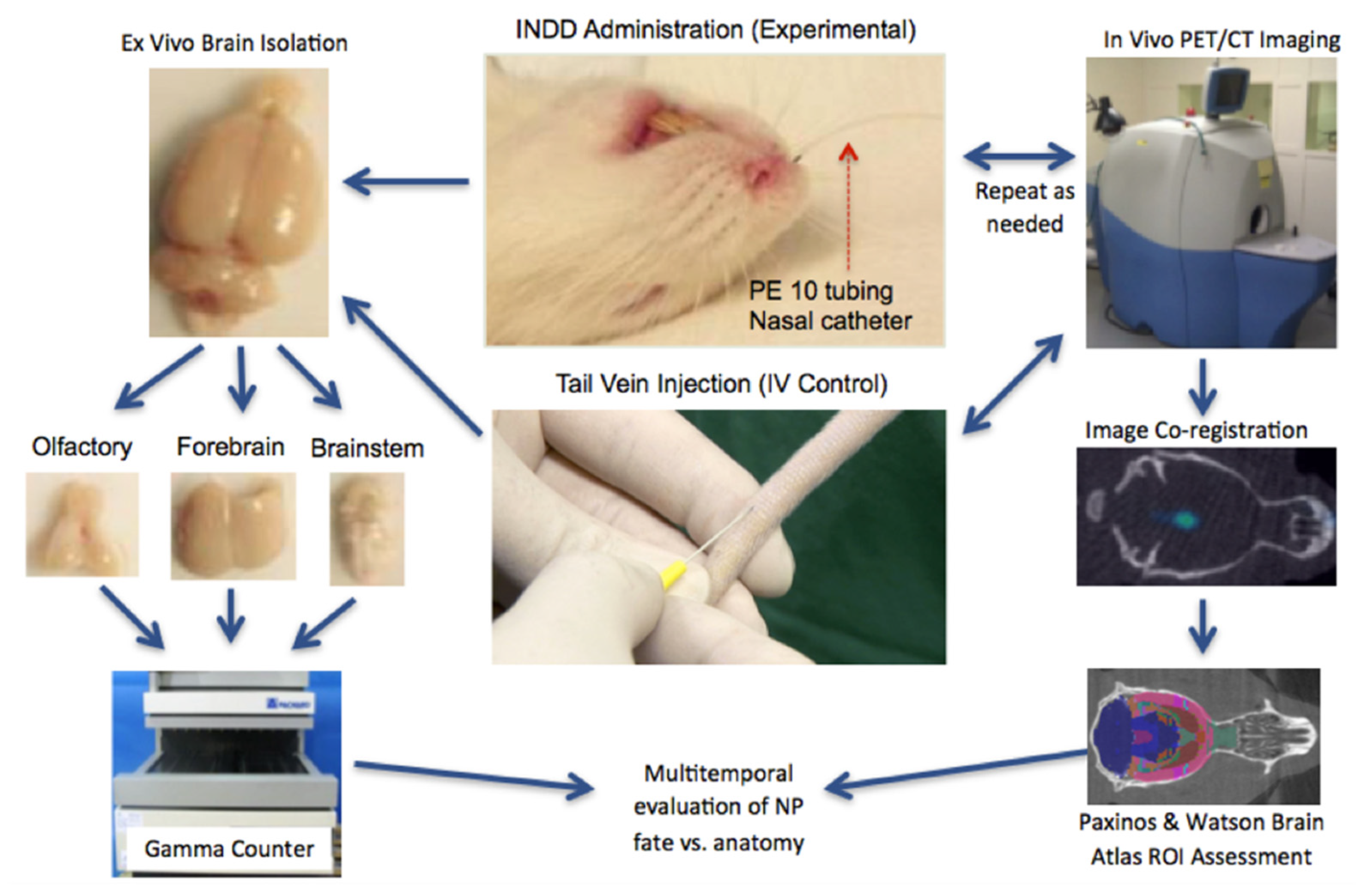 Pharmaceutics 13 00391 g001