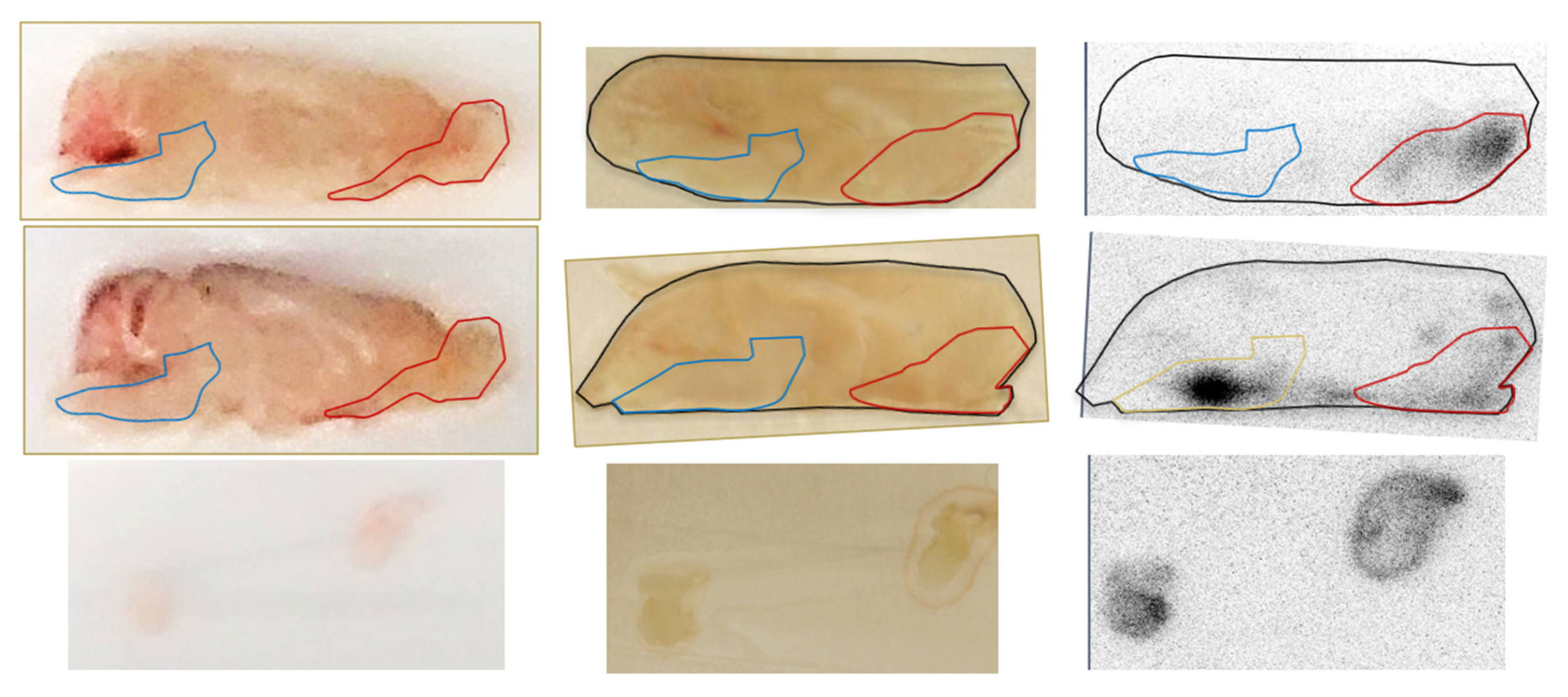 Pharmaceutics 13 00391 g006