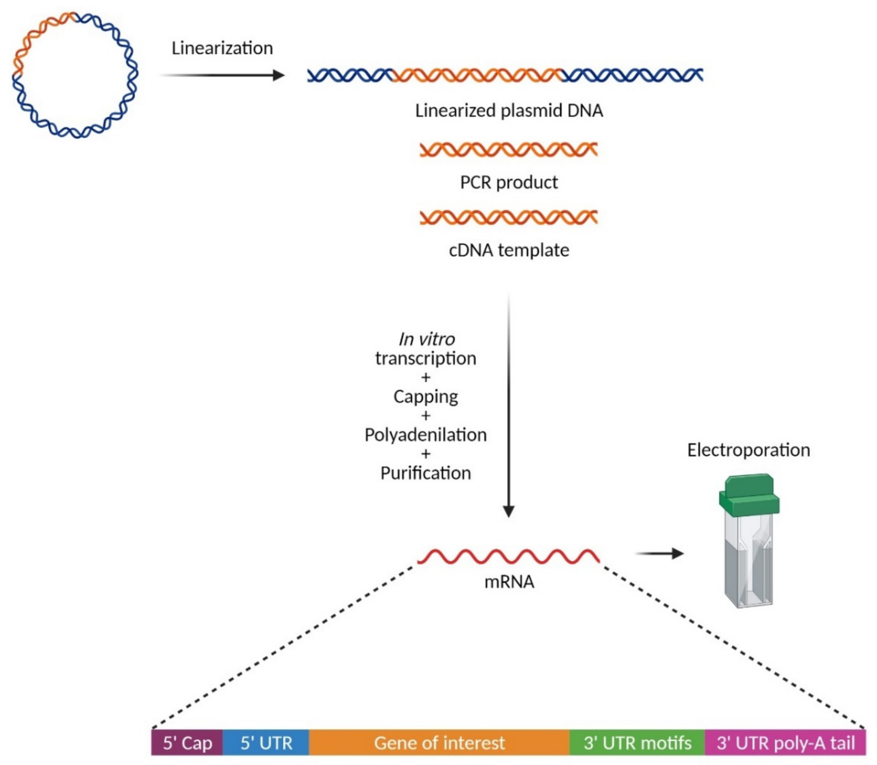 Pharmaceutics 13 00396 g003 Pharmaceutics 13 00396 g003