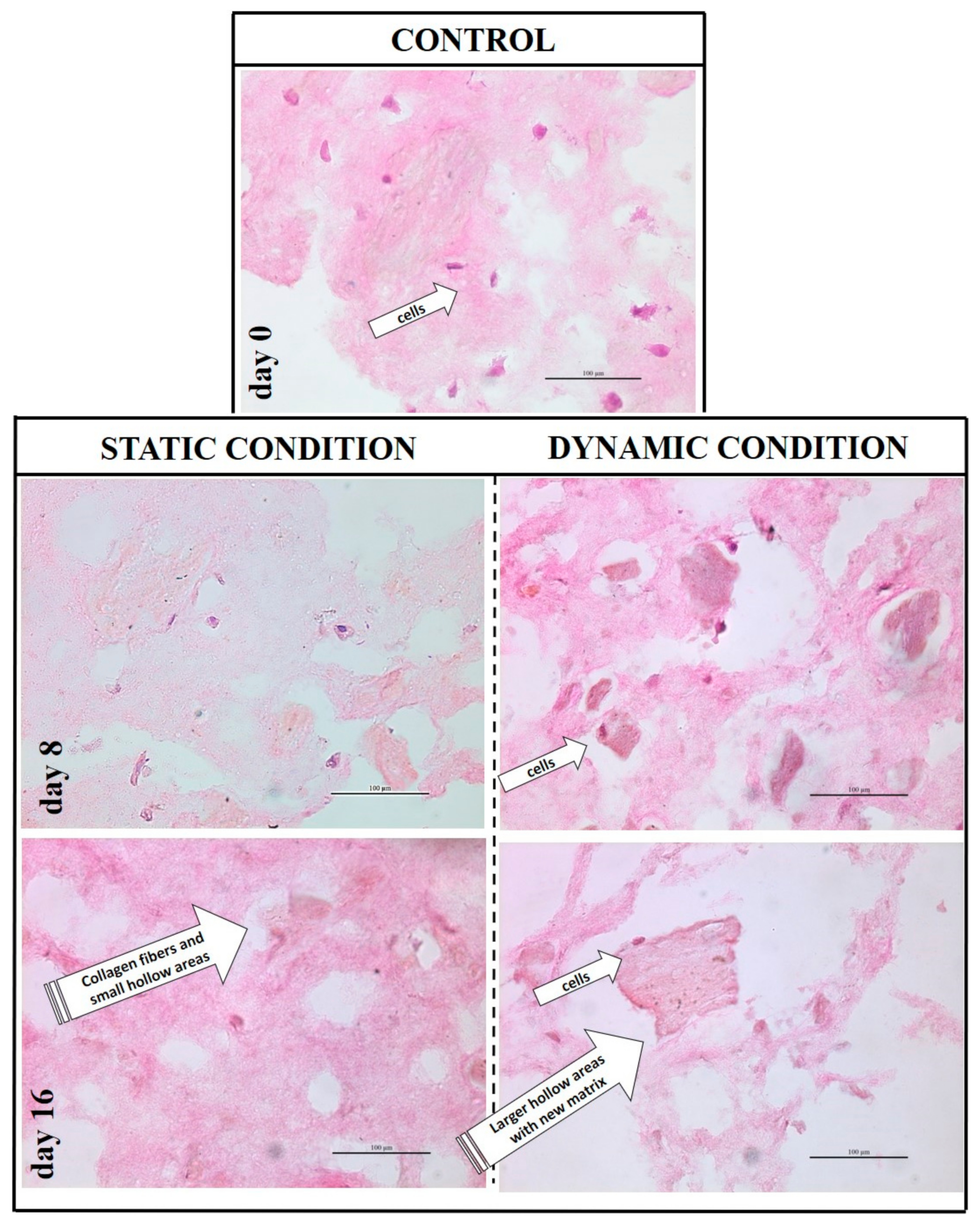 Pharmaceutics 13 00399 g005