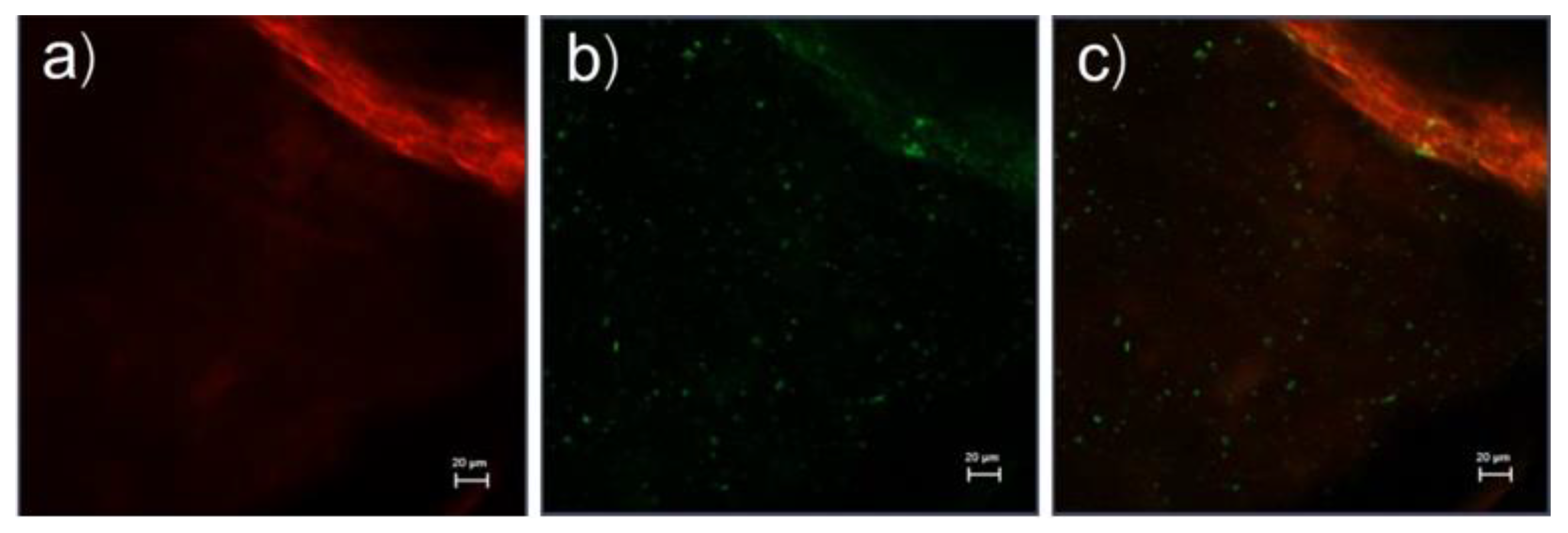 Pharmaceutics 13 00404 g005