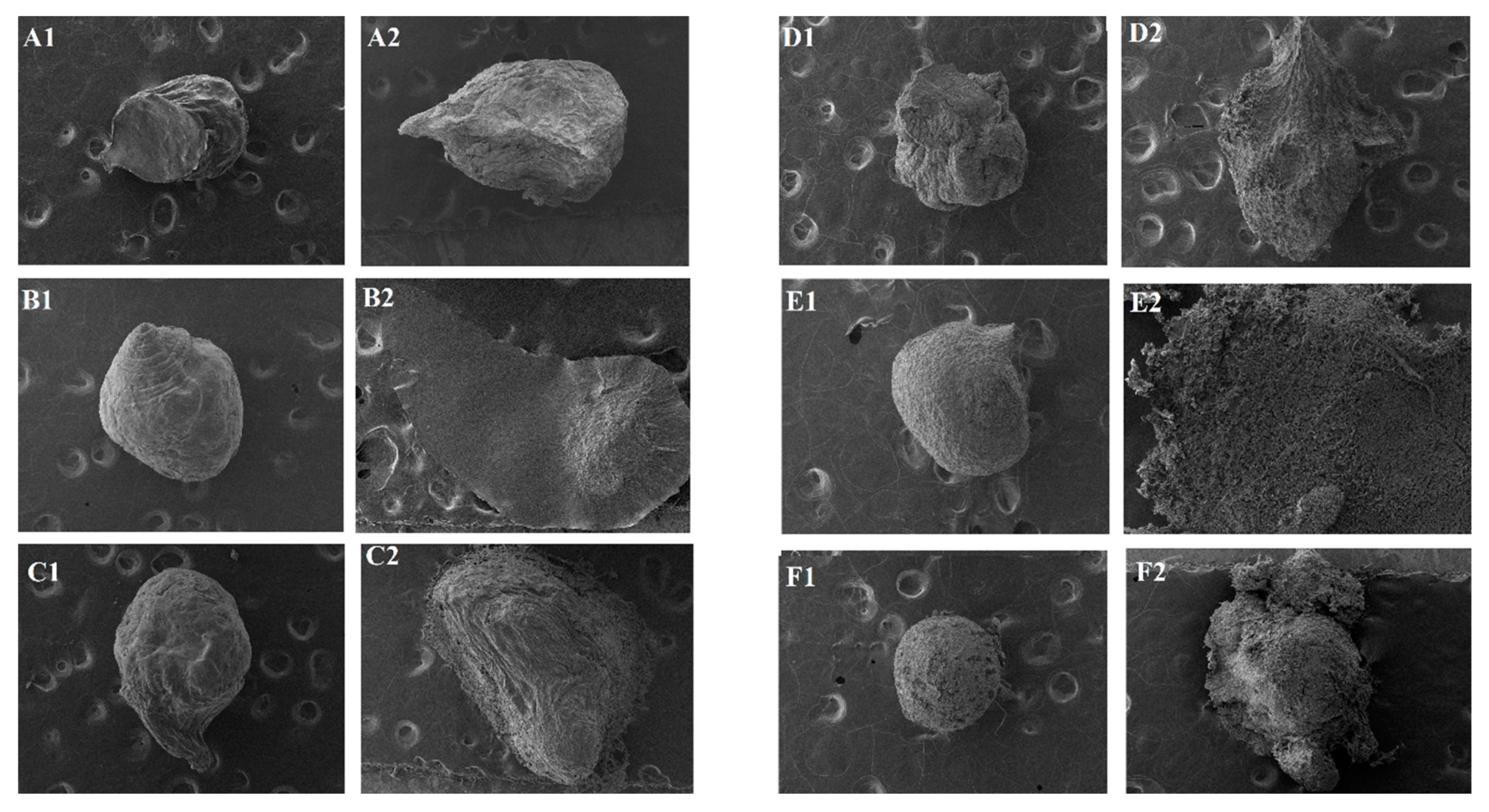 Pharmaceutics 13 00407 g004