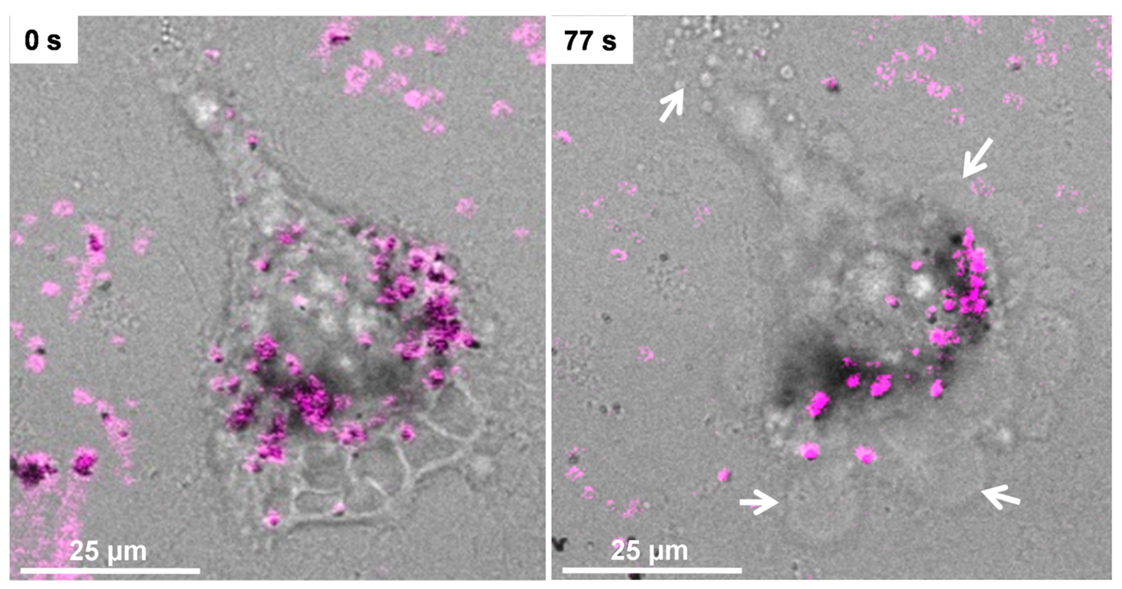 Pharmaceutics 13 00416 g003