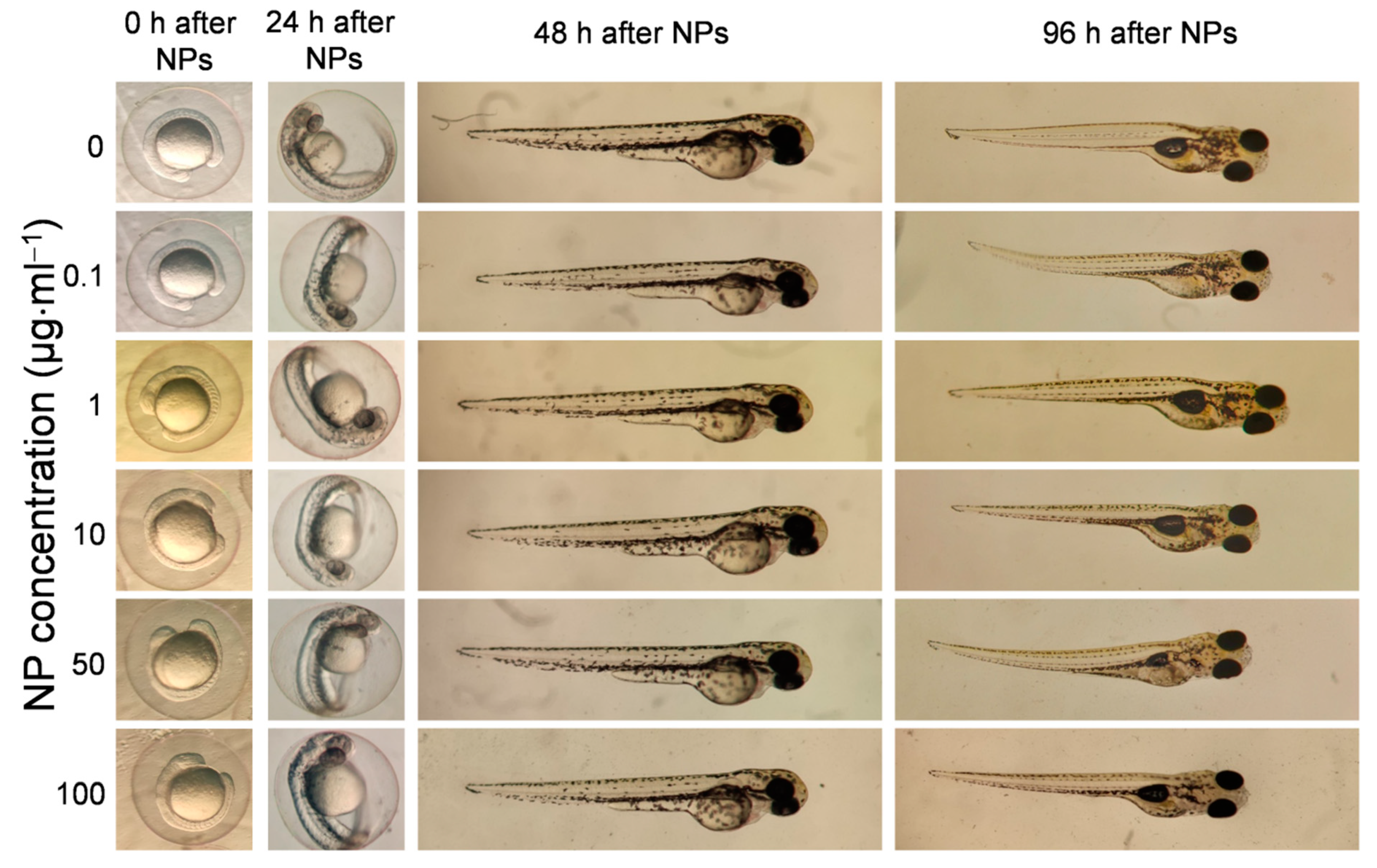 Pharmaceutics 13 00416 g005