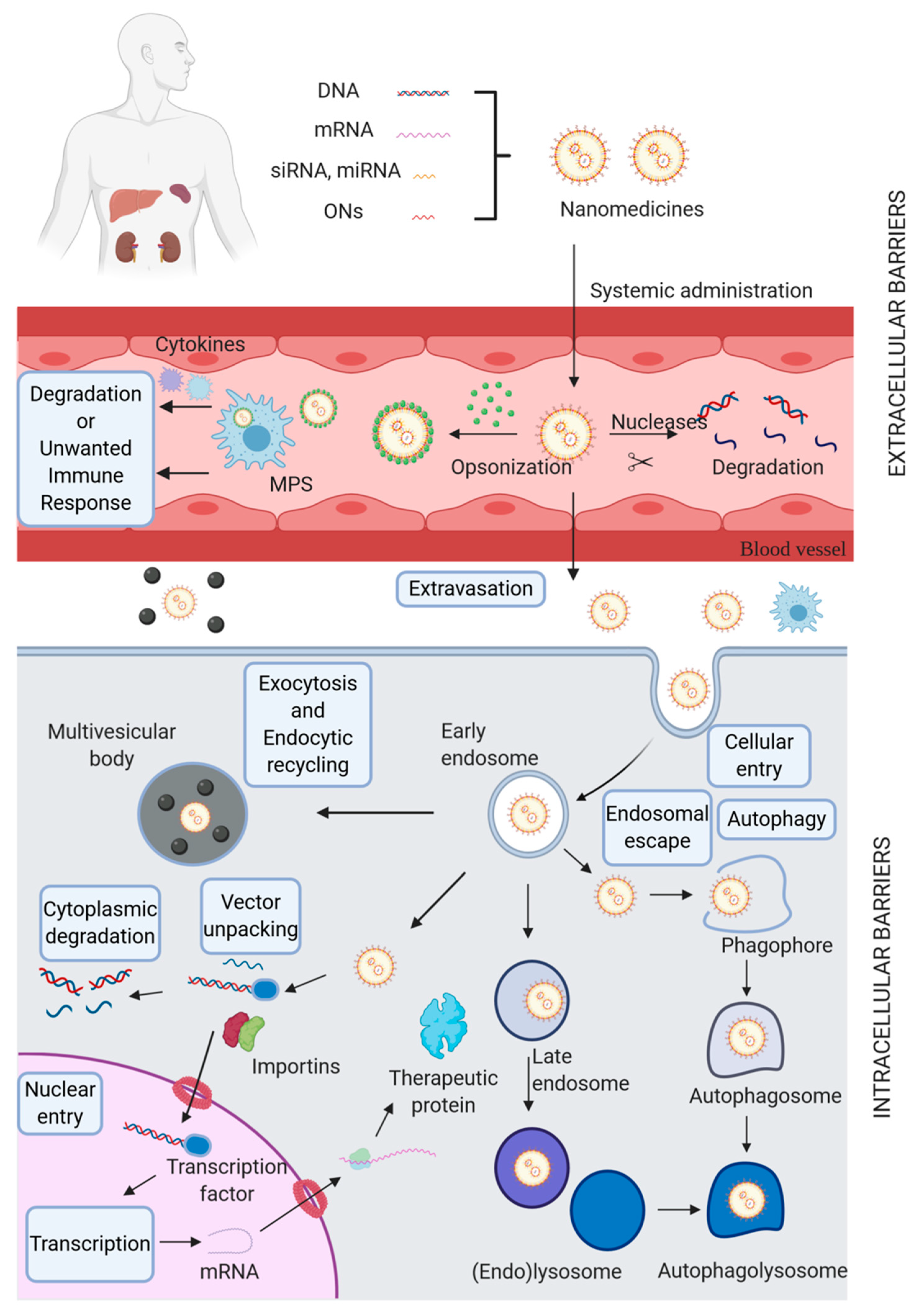 Pharmaceutics 13 00428 g001