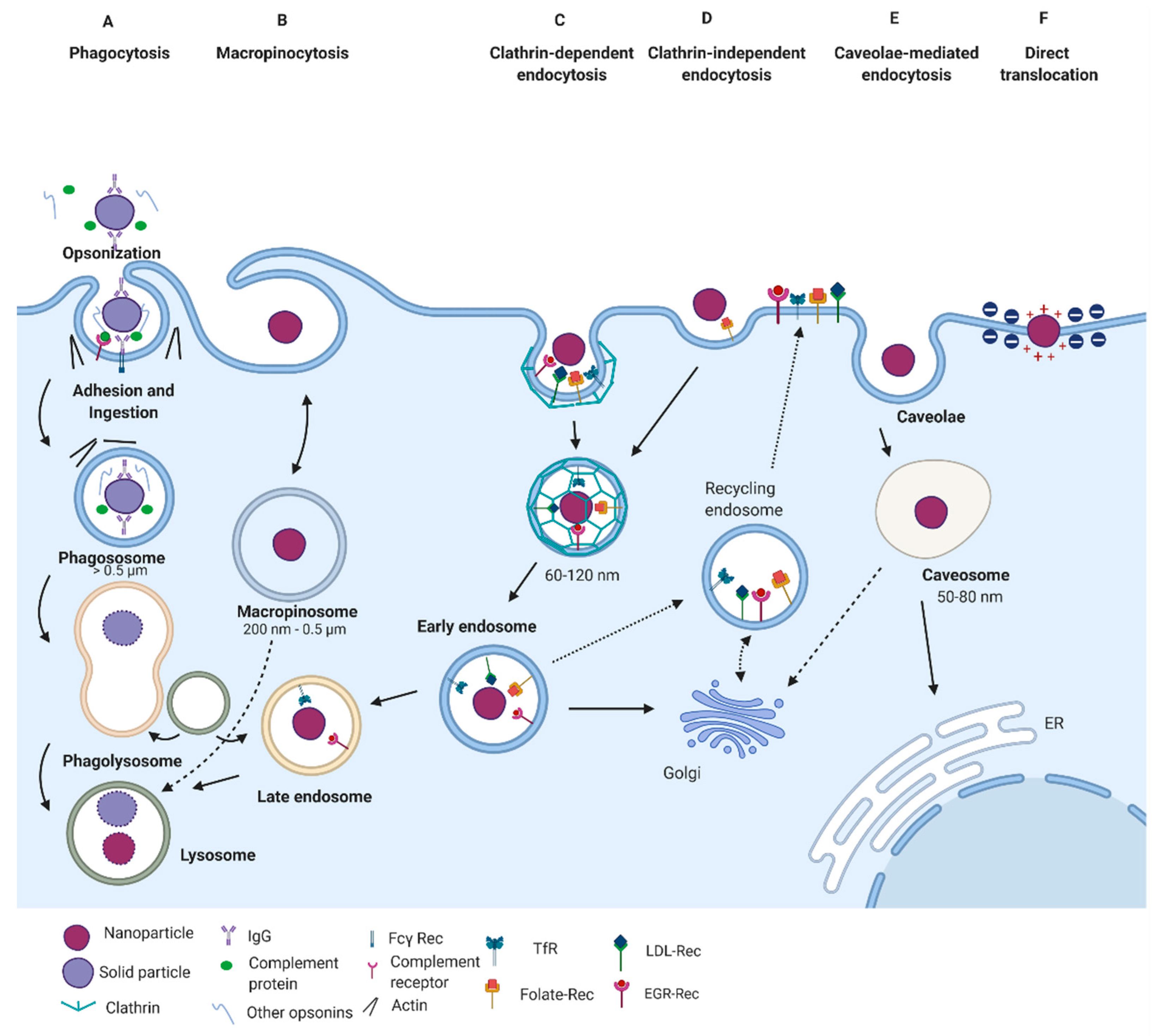 Pharmaceutics 13 00428 g002