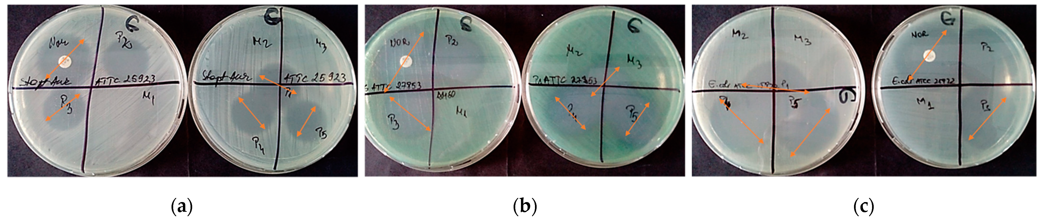 Pharmaceutics 13 00435 g008
