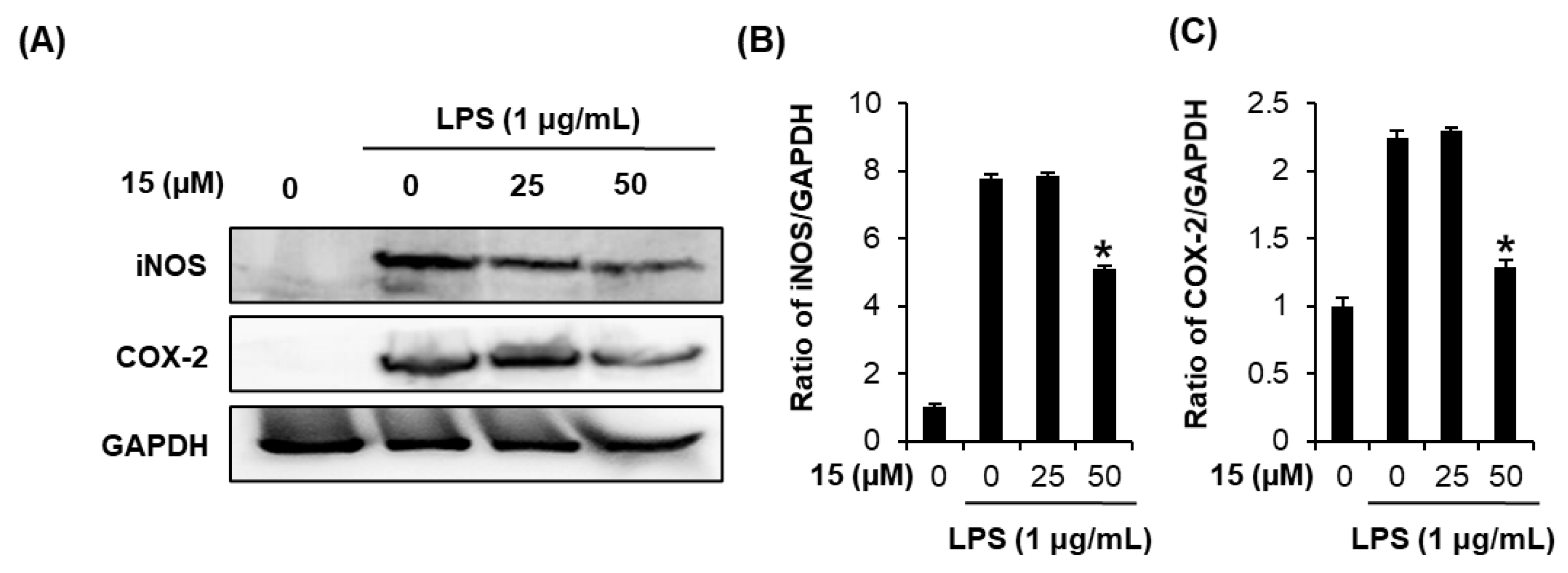 Pharmaceutics 13 00443 g005