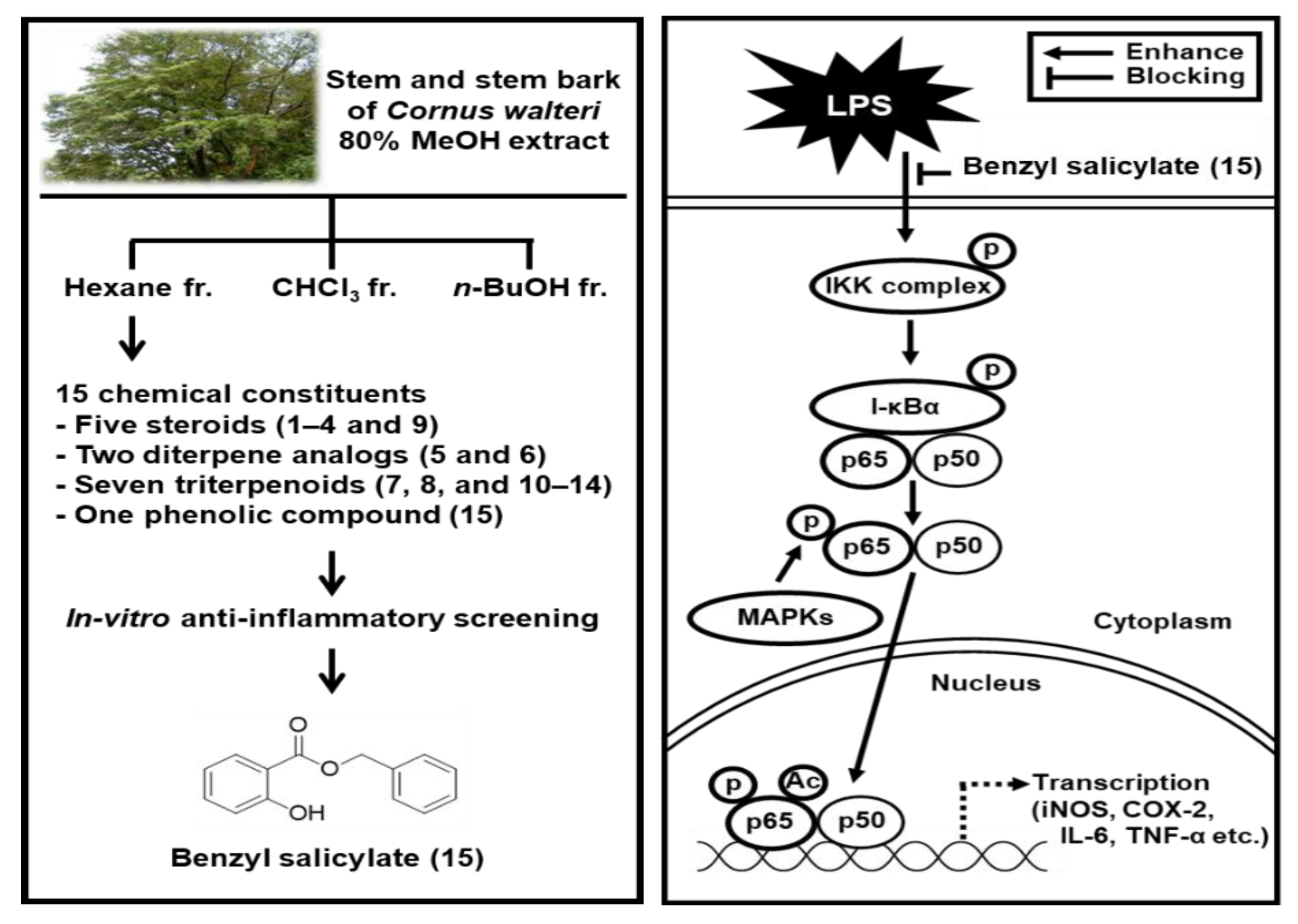 Pharmaceutics 13 00443 g006