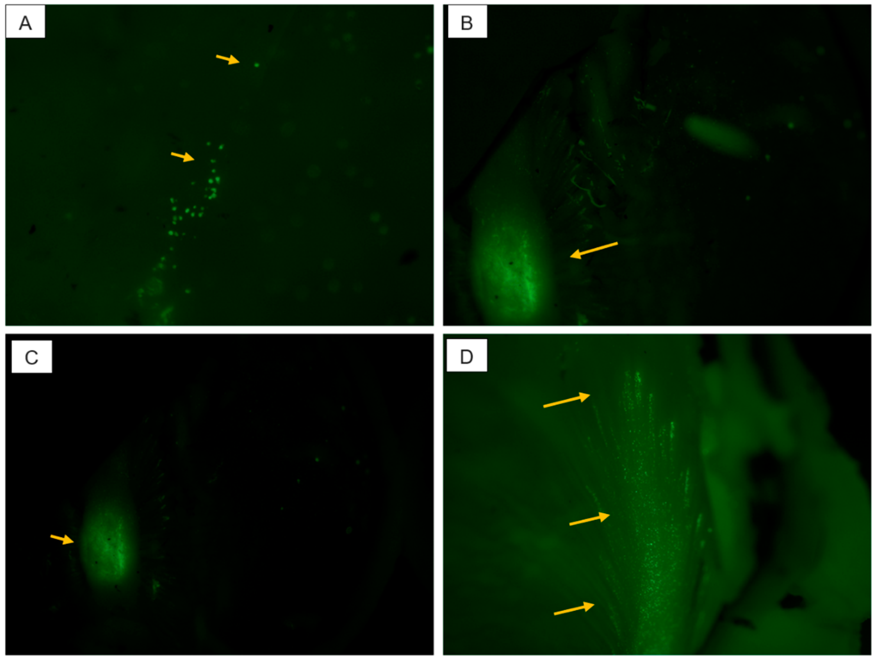 Pharmaceutics 13 00445 g005 Pharmaceutics 13 00445 g005