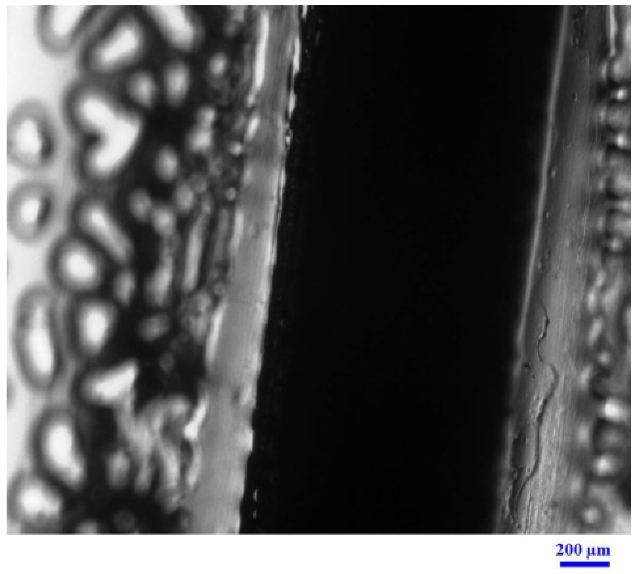 Pharmaceutics 13 00449 g001 Pharmaceutics 13 00449 g001