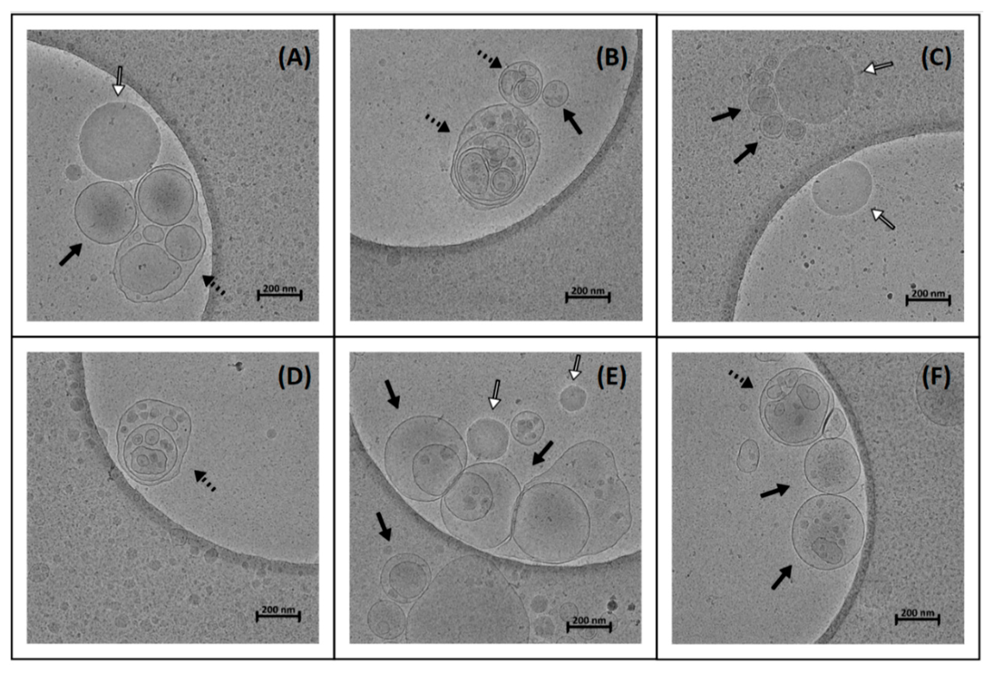 Pharmaceutics 13 00459 g007 Pharmaceutics 13 00459 g007
