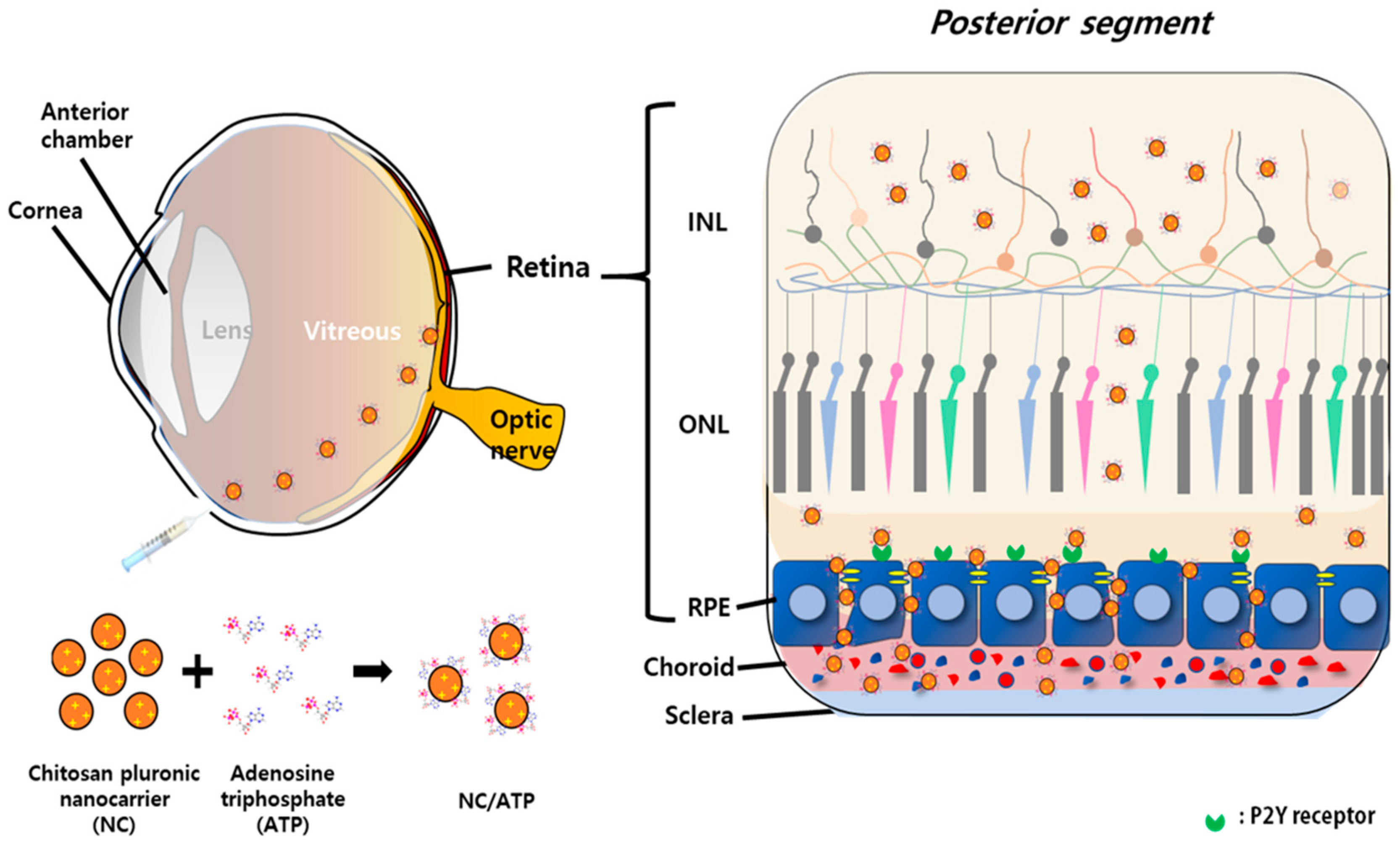 Pharmaceutics 13 00463 g001 Pharmaceutics 13 00463 g001