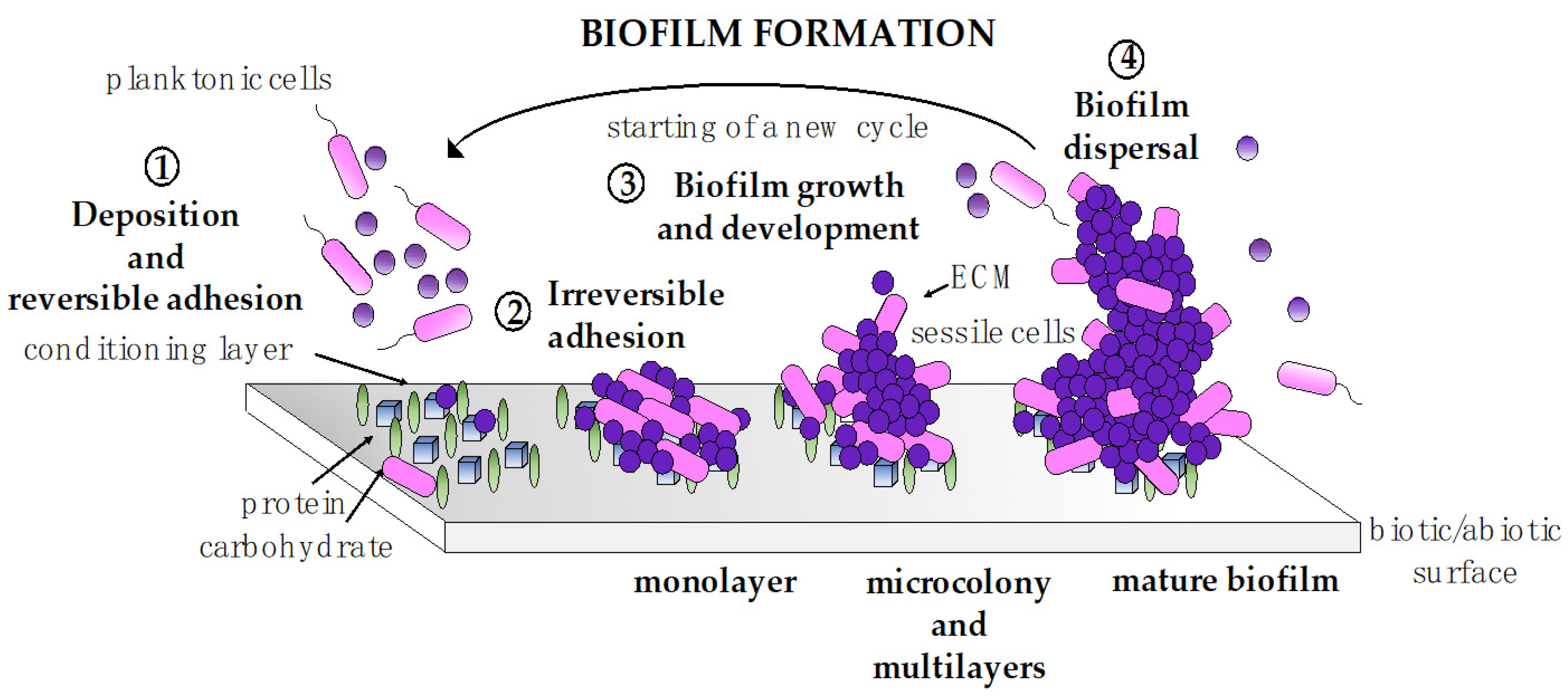 Pharmaceutics 13 00466 g003 Pharmaceutics 13 00466 g003
