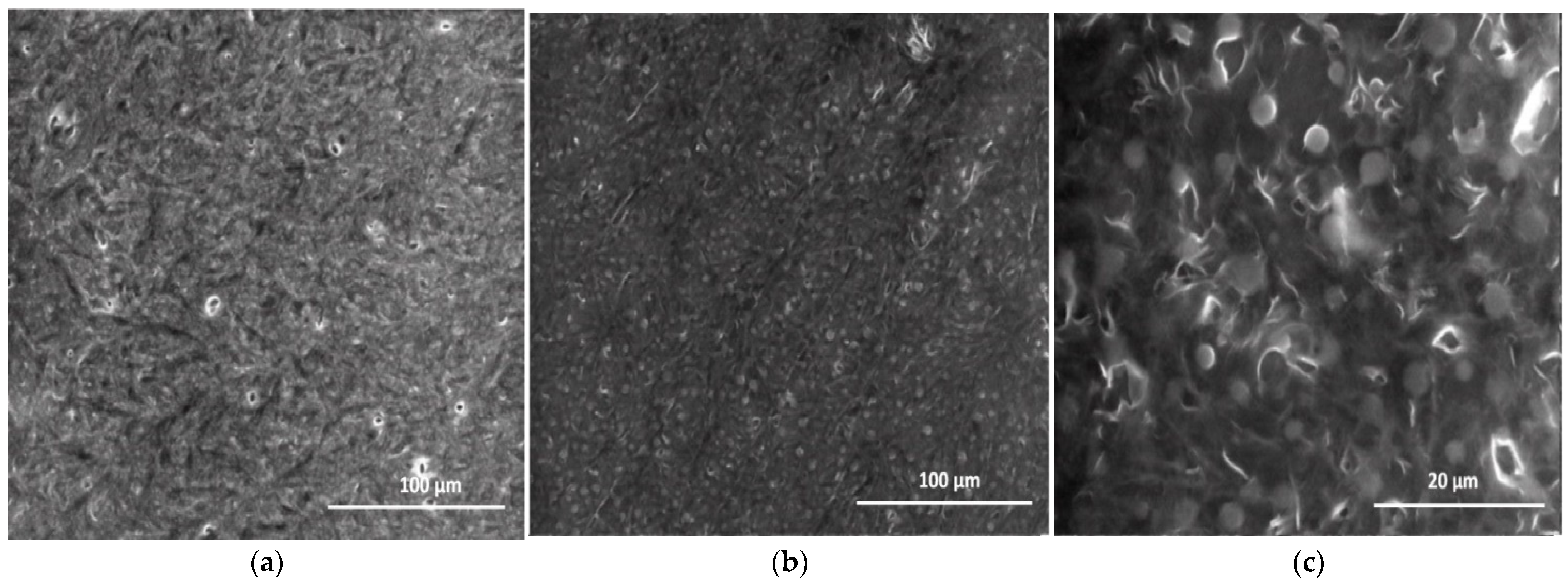 Pharmaceutics 13 00477 g013