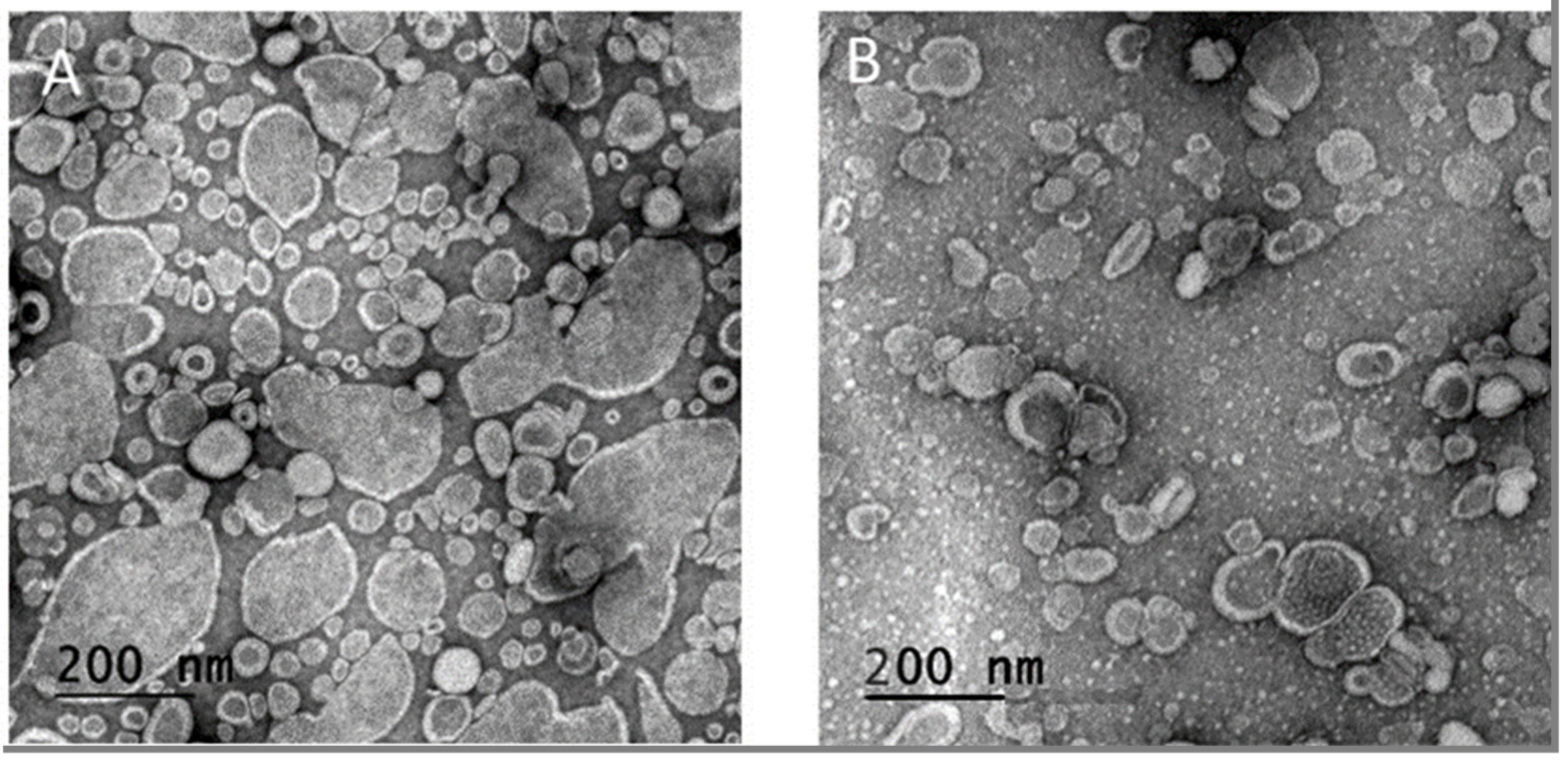 Pharmaceutics 13 00479 g002