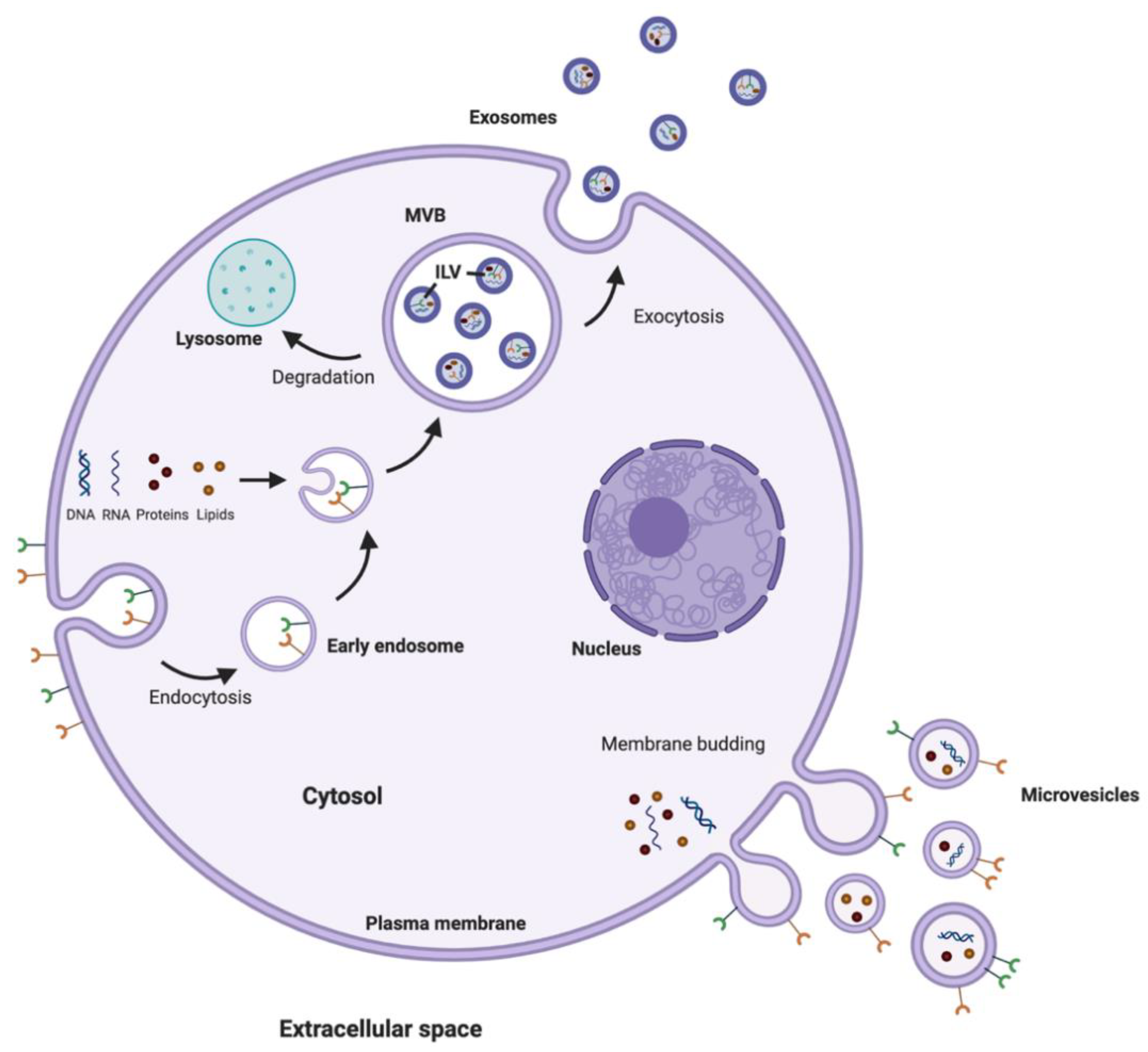Pharmaceutics 13 00492 g004