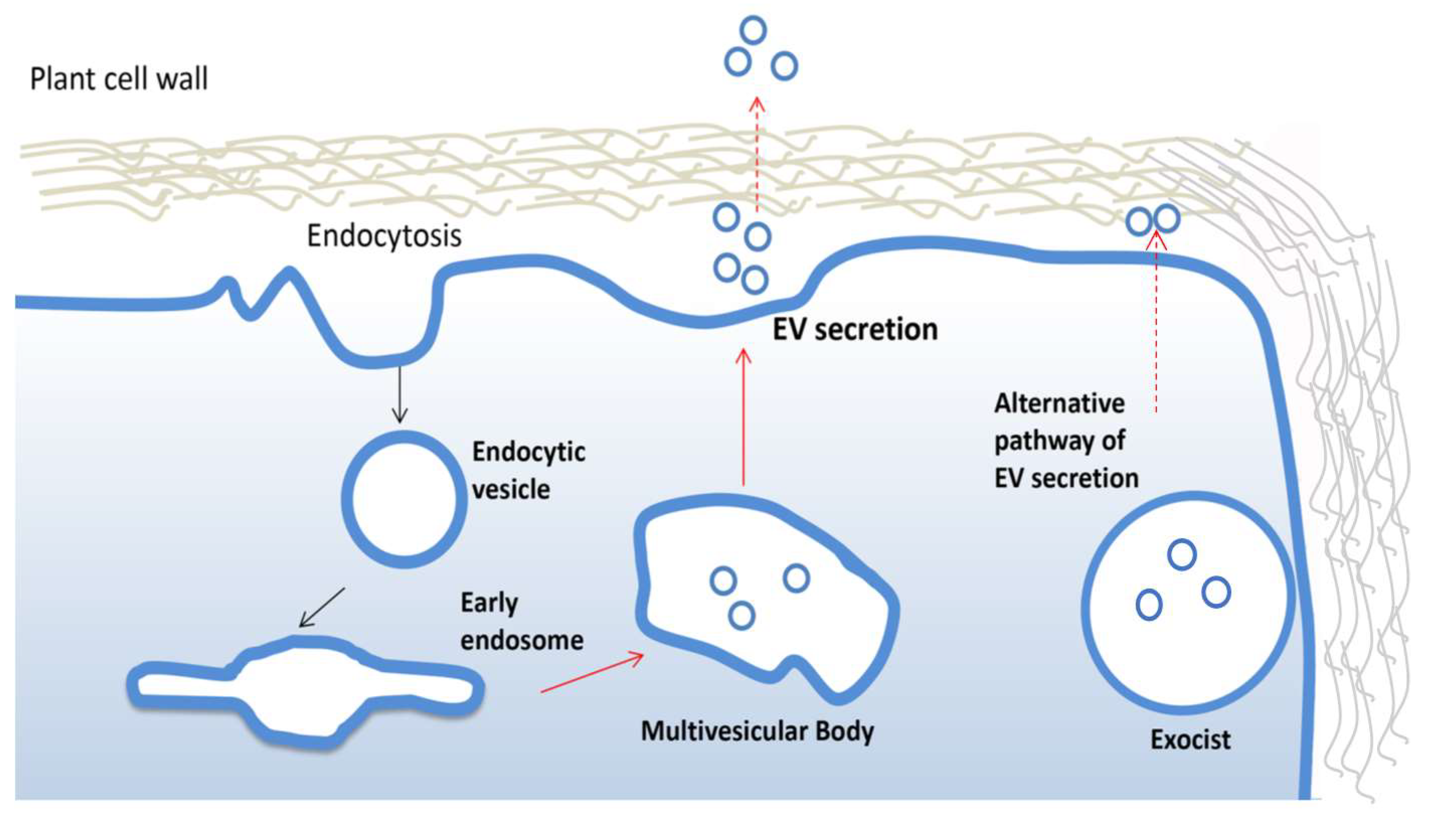 Pharmaceutics 13 00498 g002