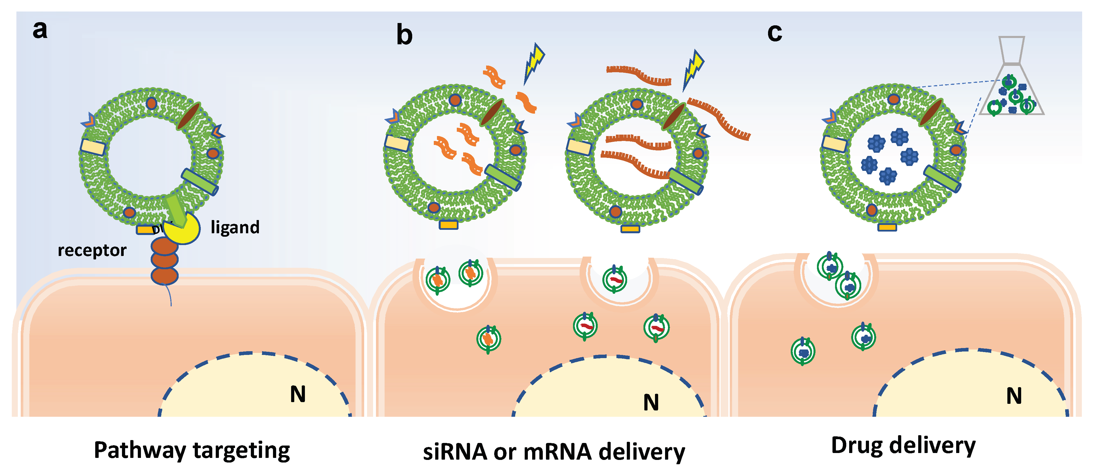 Pharmaceutics 13 00498 g005
