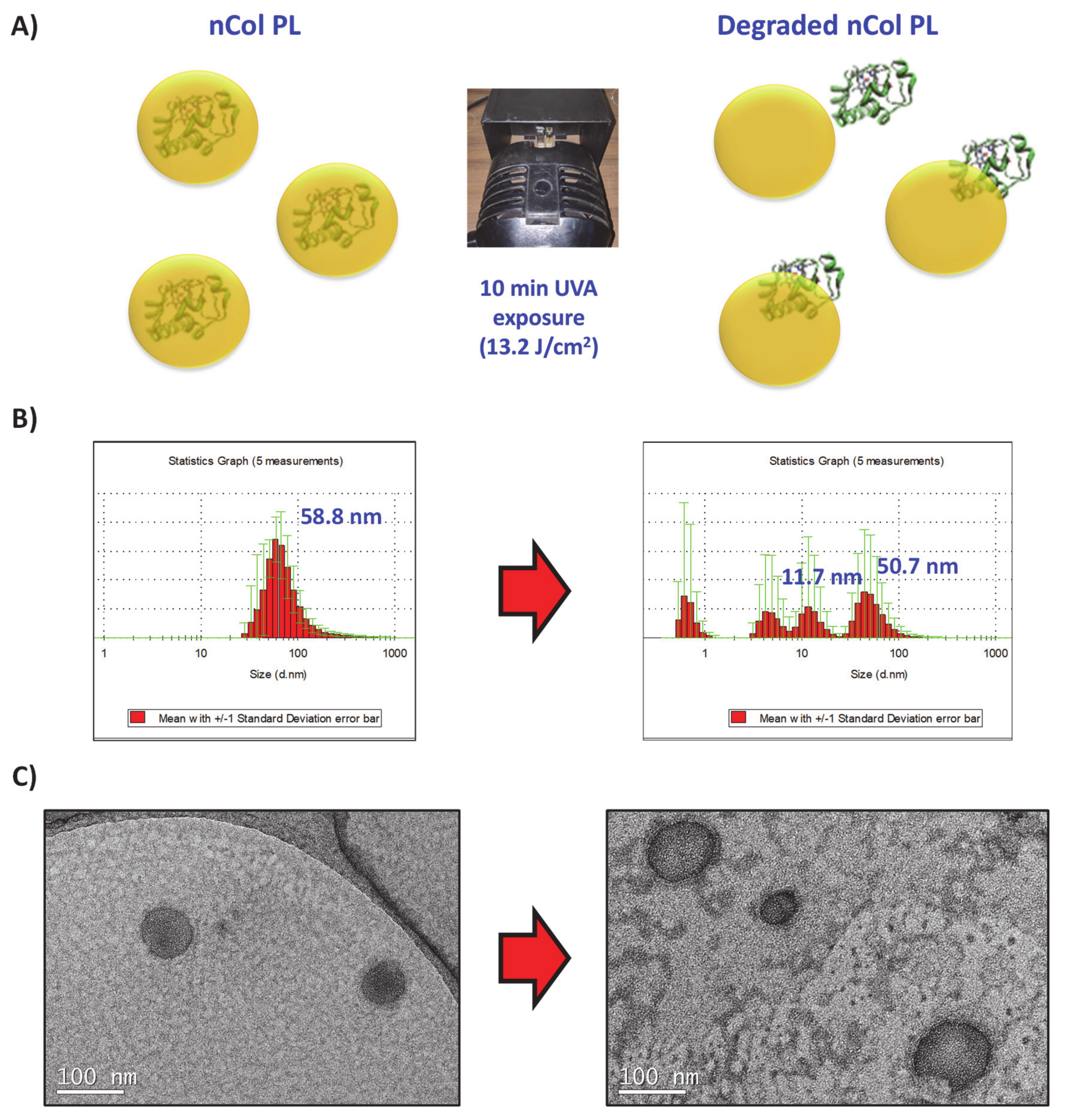 Pharmaceutics 13 00499 g004