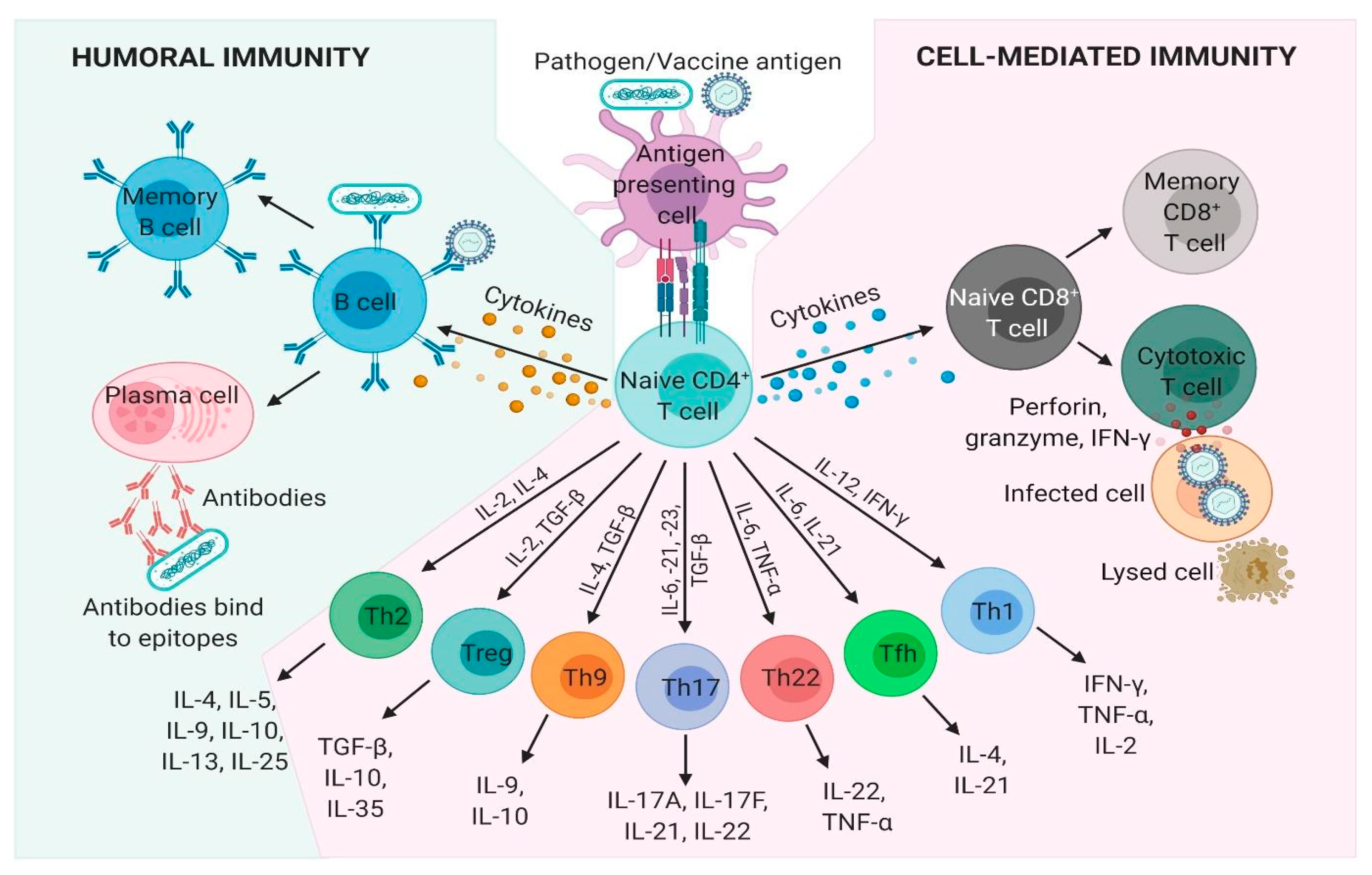 Pharmaceutics 13 00501 g001